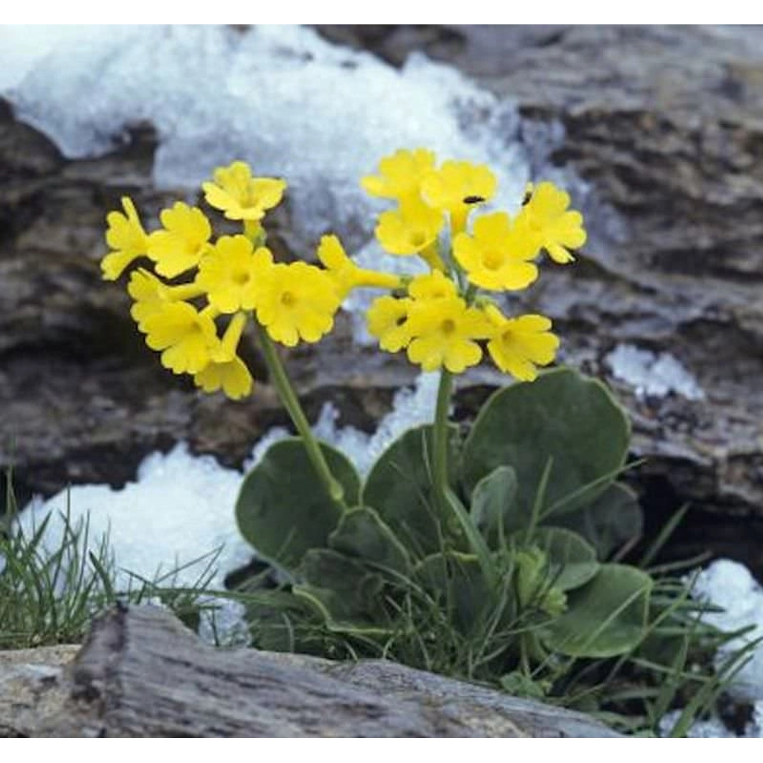 Alpenaurikel - Primula auricula günstig online kaufen