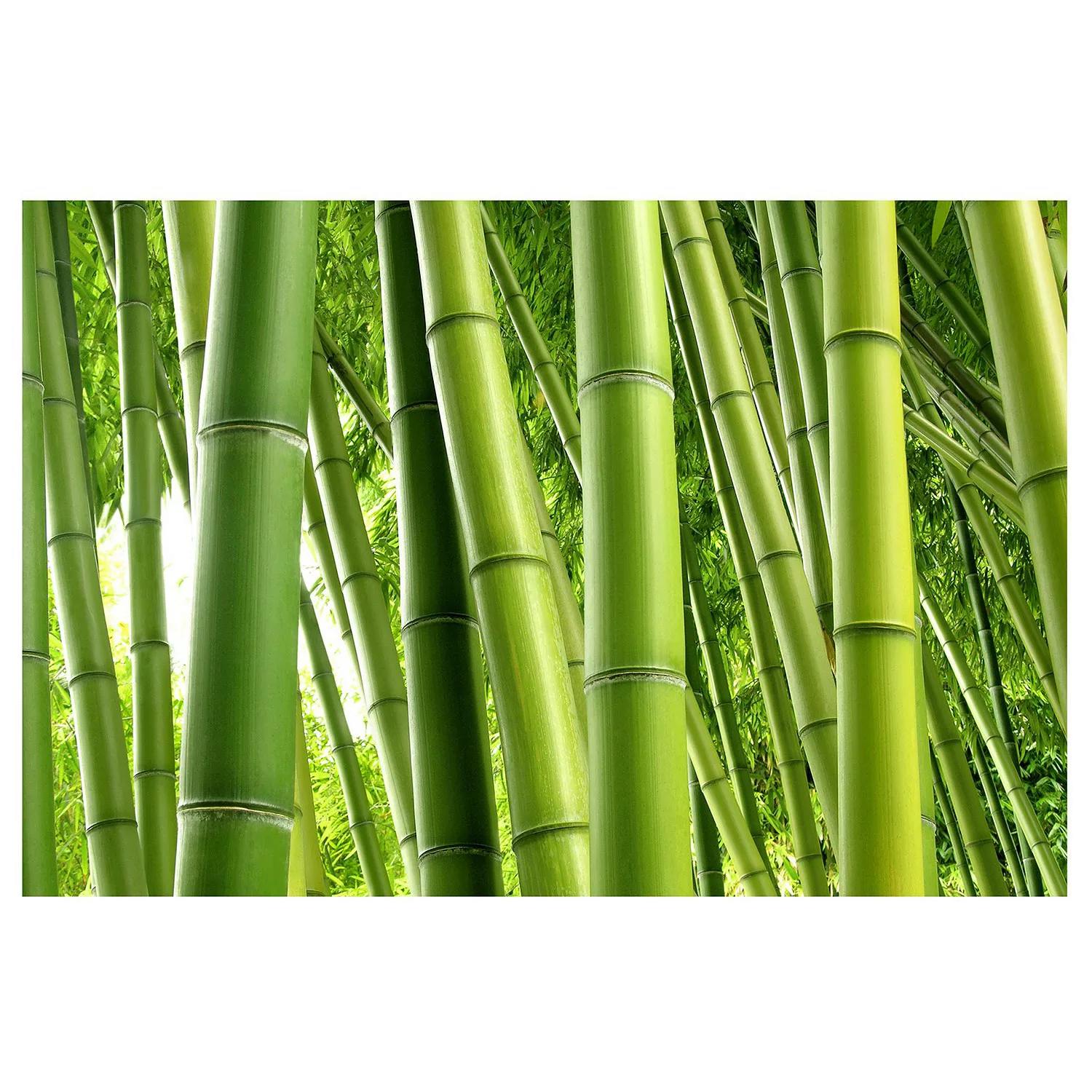 Bilderwelten Fototapete Bamboo Trees grün Gr. 384 x 255 günstig online kaufen