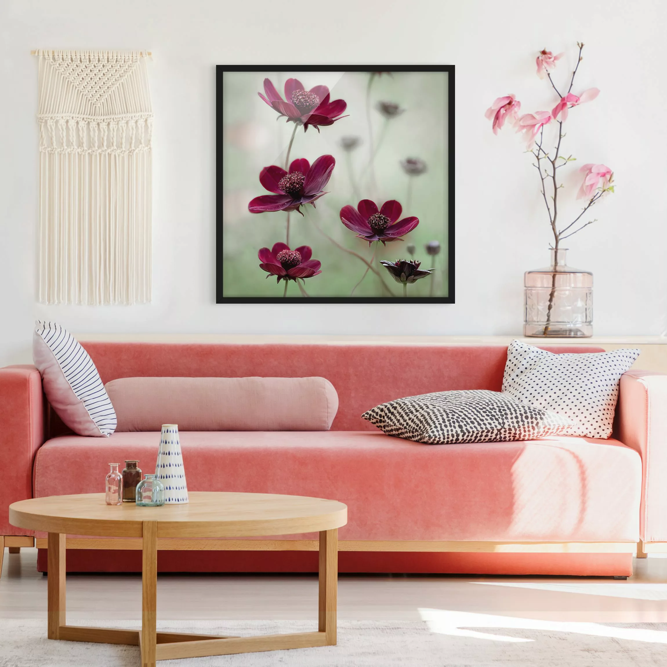 Bild mit Rahmen Blumen - Quadrat Pinke Kosmeen günstig online kaufen