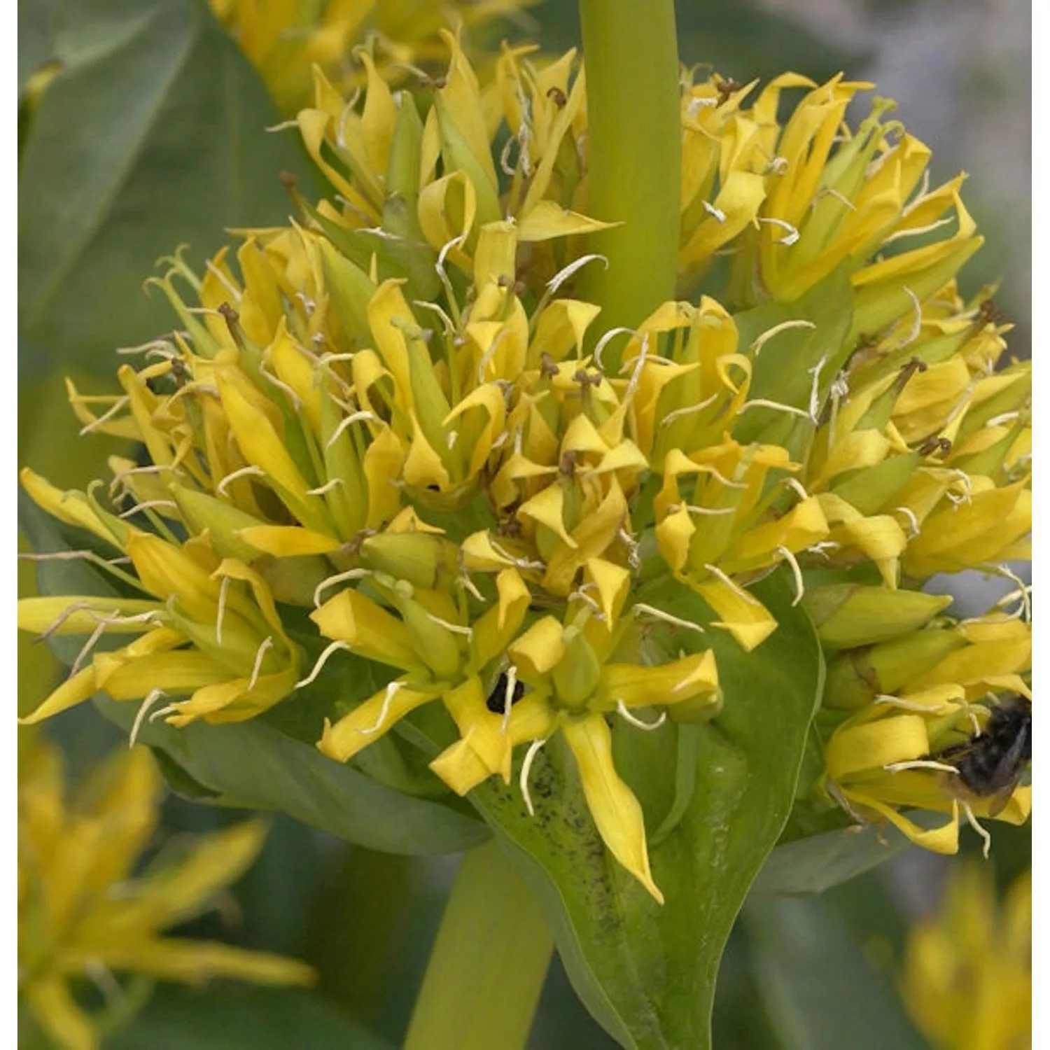 Gelber Enzian - Gentiana lutea günstig online kaufen