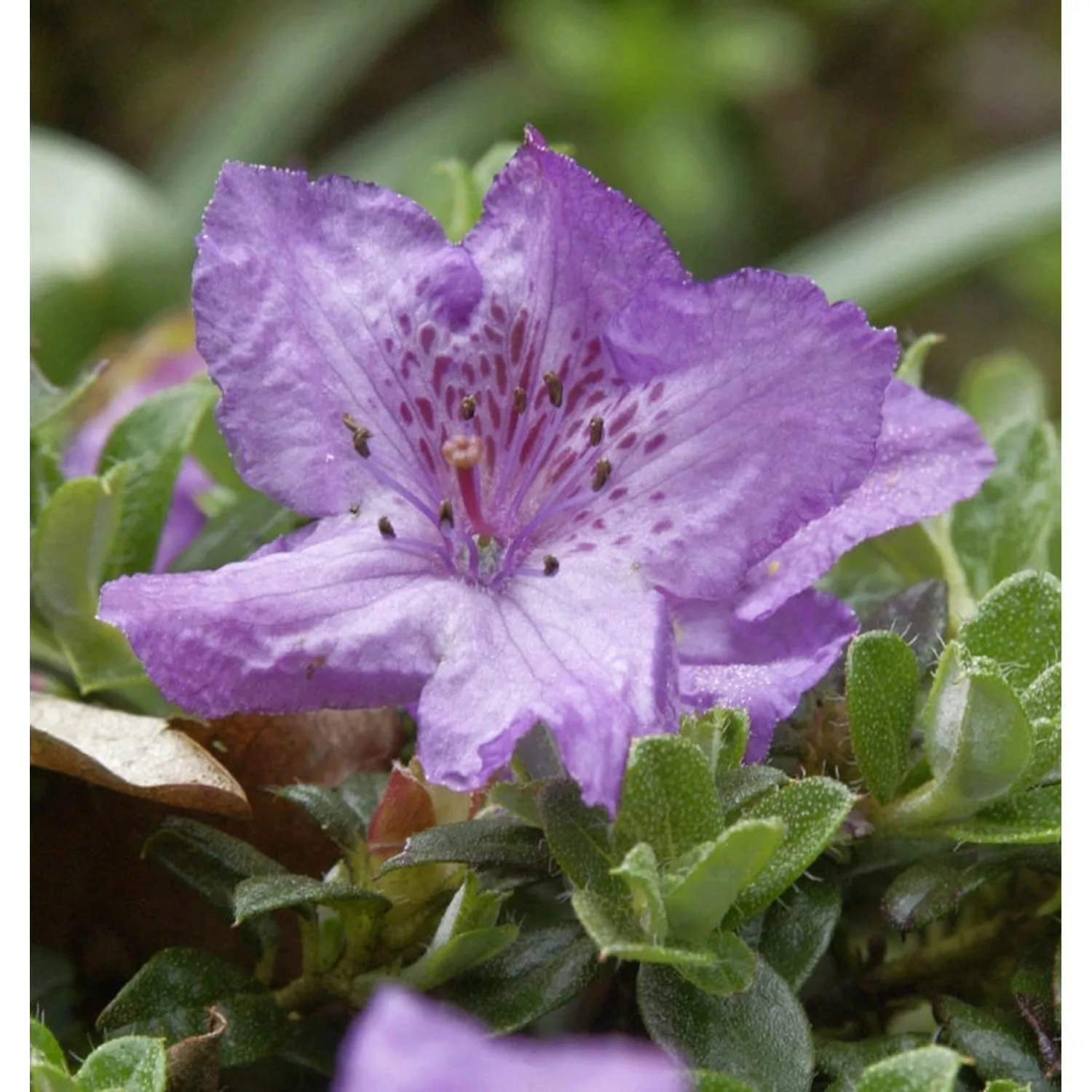 Zwerg Alpenrose 30-40cm - Rhododendron keleticum günstig online kaufen