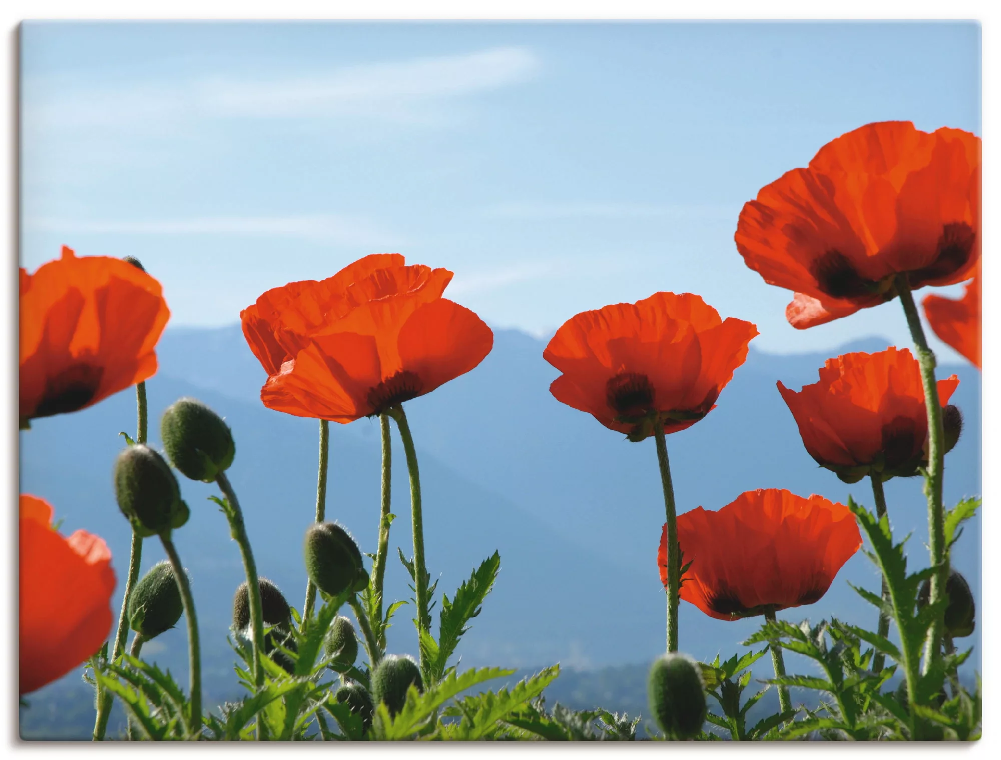 Artland Wandbild "Mohnblüten", Blumen, (1 St.), als Leinwandbild, Poster in günstig online kaufen