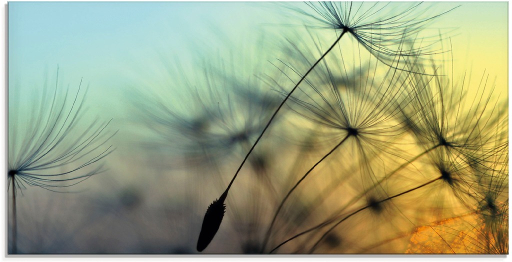 Artland Glasbild "Goldener Sonnenuntergang und Pusteblumen", Blumen, (1 St. günstig online kaufen