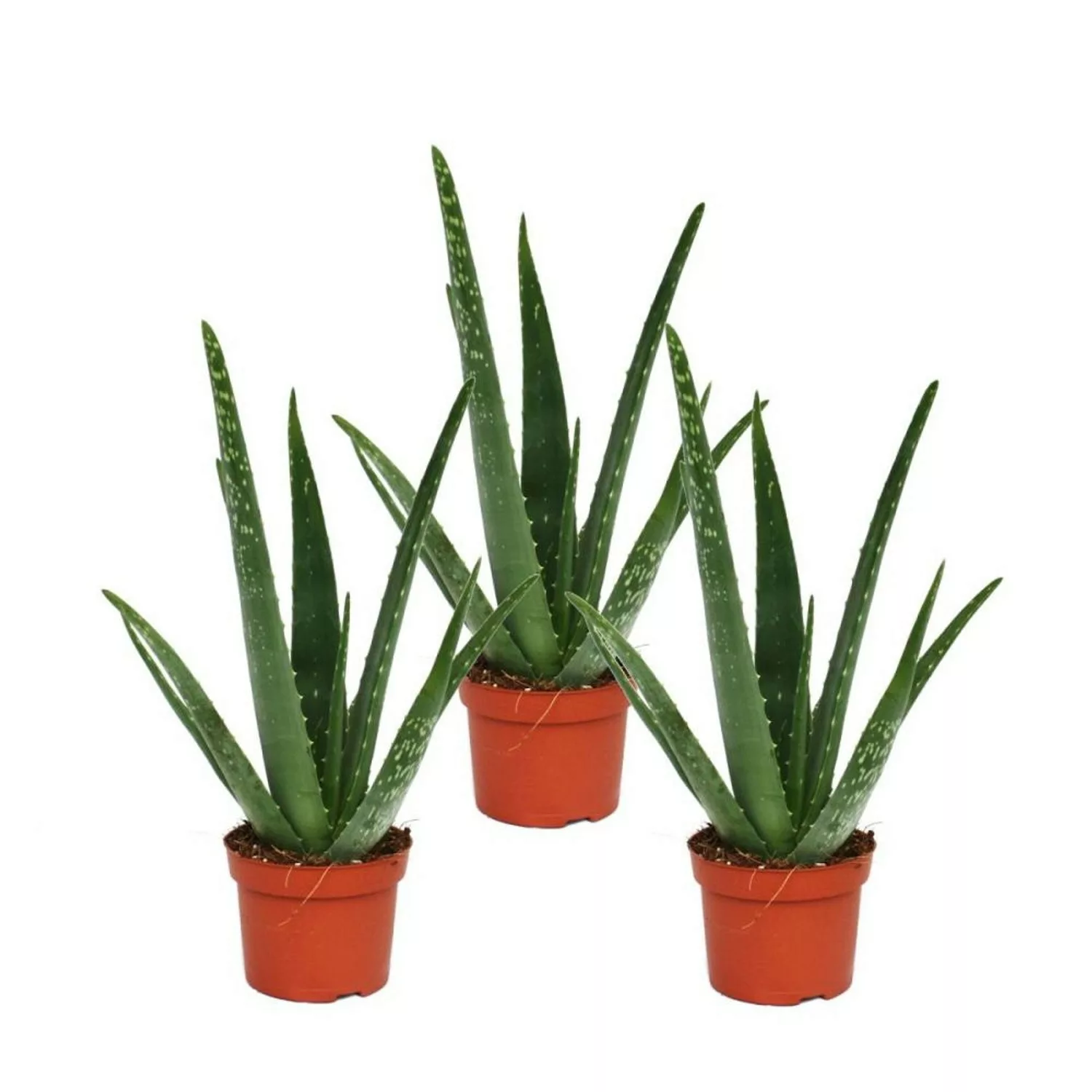 Exotenherz 3er Set Aloe Vera ca. 2 Jahre Alt 10,5cm Topf günstig online kaufen