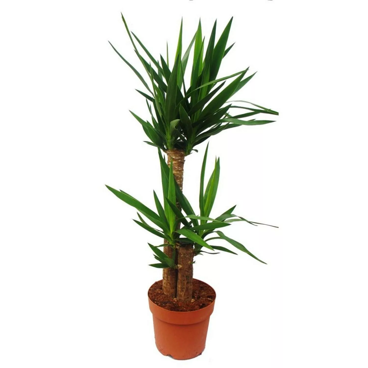 Exotenherz Yucca Palme Palmlilie 2 Runde Stämme ca. 80cm Hoch günstig online kaufen