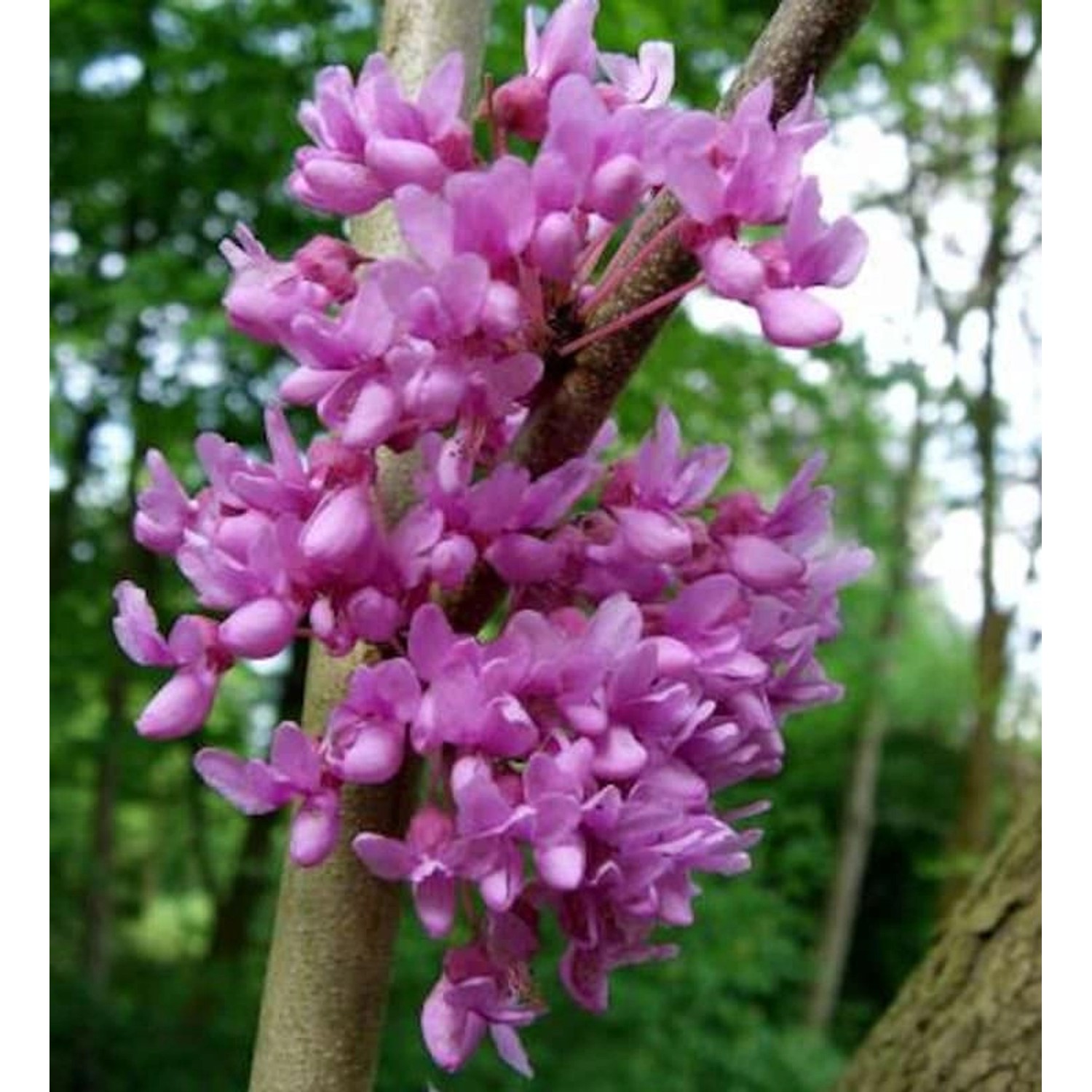 Kanadischer Hänge Judasbaum Lavender Twist 30-40cm - Cercis canadensis günstig online kaufen