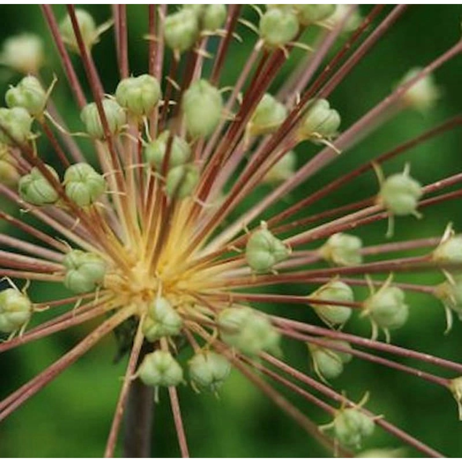 Igelkolben Lauch - Allium schubertii günstig online kaufen