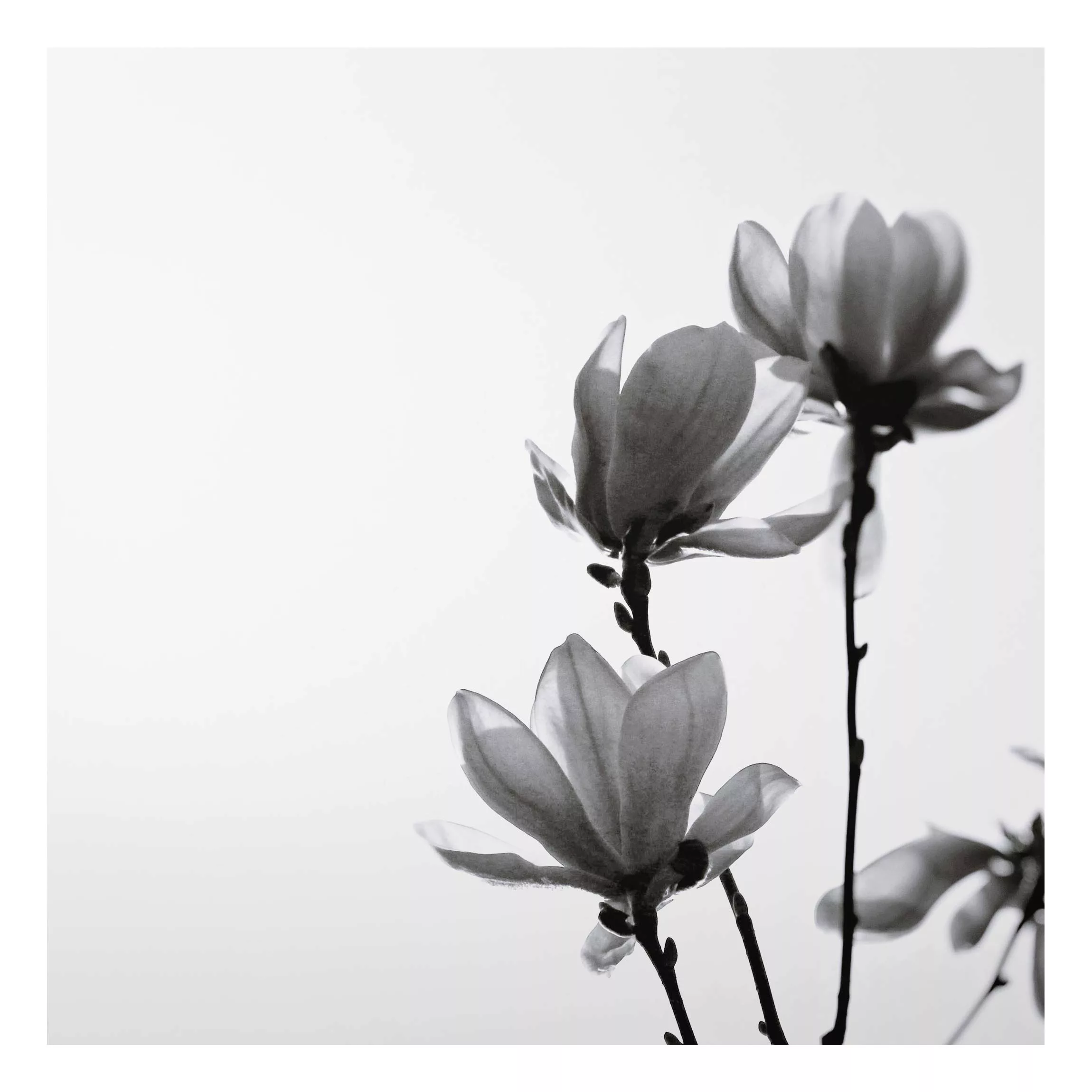 Alu-Dibond Bild Frühlingsbote Magnolie Schwarz Weiß günstig online kaufen
