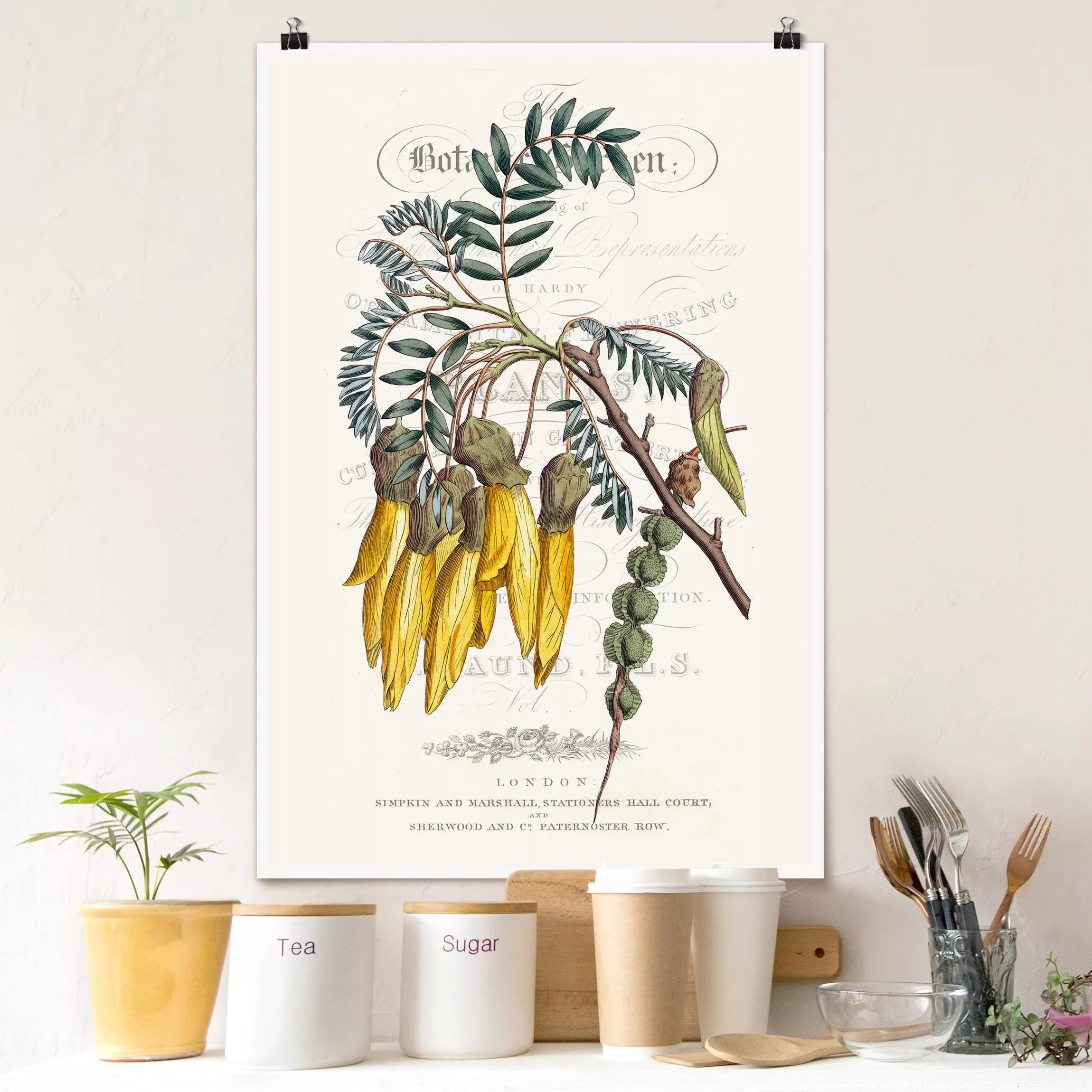 Poster Blumen - Hochformat Botanisches Tableau - Schnurbaum günstig online kaufen