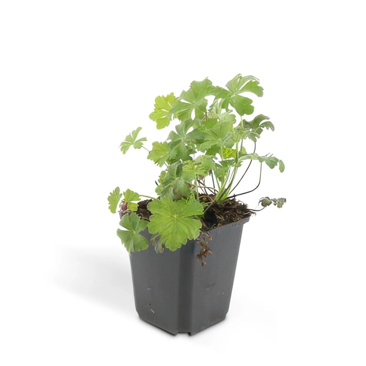 Exotenherz Bodendecker Cambridge Storchschnabel Geranium Cantabrigiense Bio günstig online kaufen
