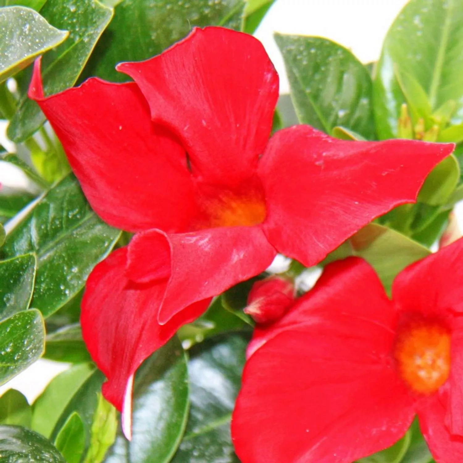 Exotenherz Dipladenia Chilenischer Jasmin 10cm Topf 1 Pflanze Rot günstig online kaufen