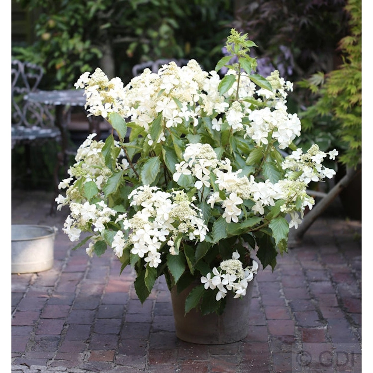 Rispenhortensie Levana 80-100cm - Hydrangea paniculata günstig online kaufen