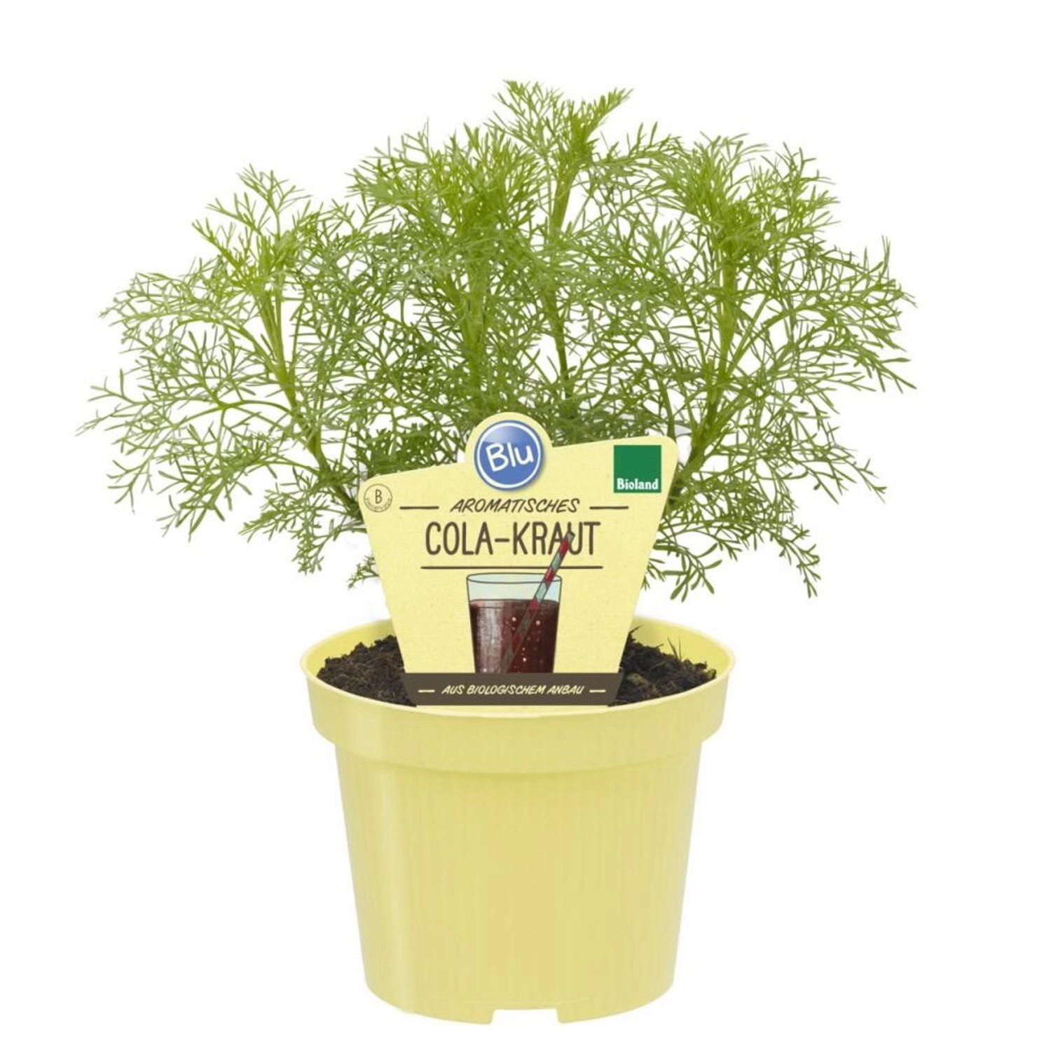 Exotenherz Cola-Kraut in Bio-Qualität Artemisia Abrotanum Var Maritima Kräu günstig online kaufen