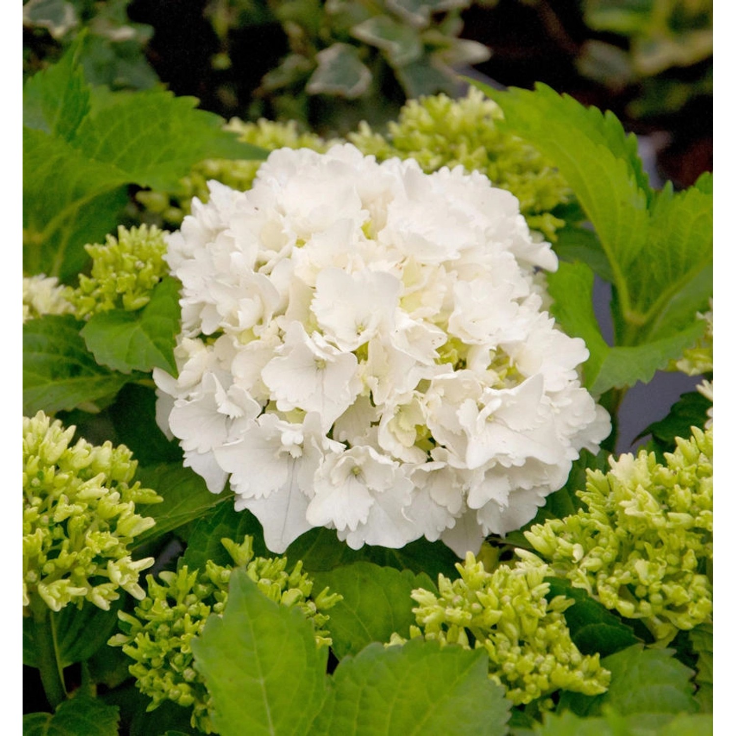 Bauernhortensie Bright White 40-60cm - Hydrangea macrophylla günstig online kaufen