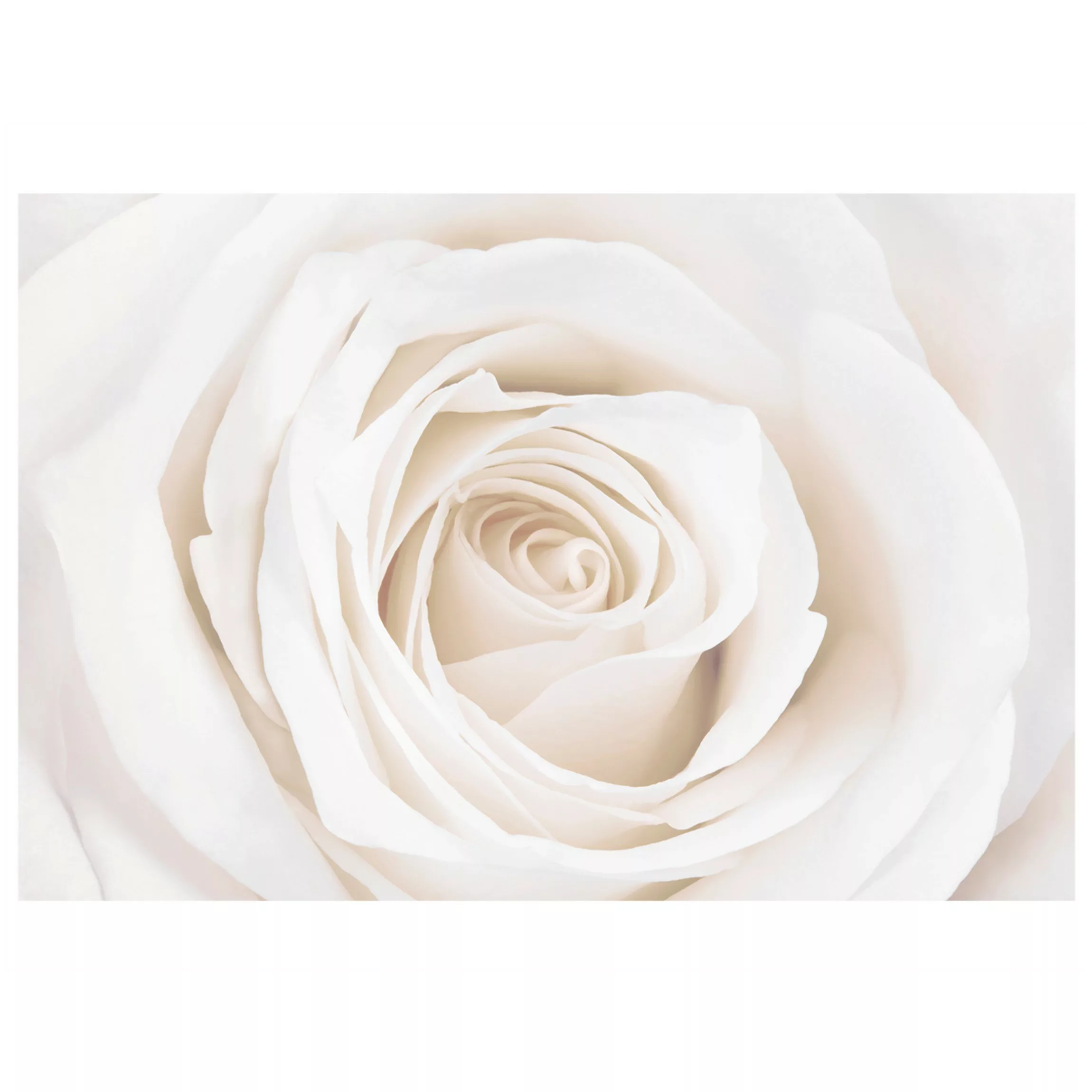 Fensterfolie Pretty White Rose günstig online kaufen