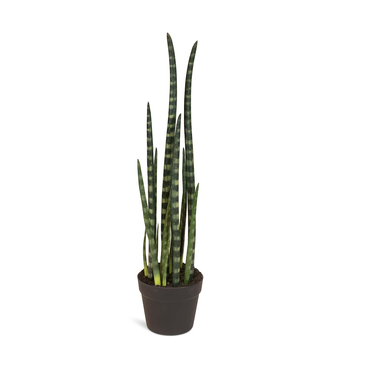 Sansevieria cylindrica - Zylindrischer Bogenhanf Kunstpflanze günstig online kaufen