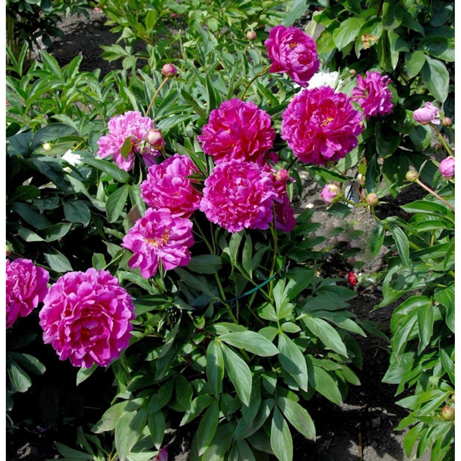 Edelpfingstrose General MacMahon - Paeonia lactiflora günstig online kaufen