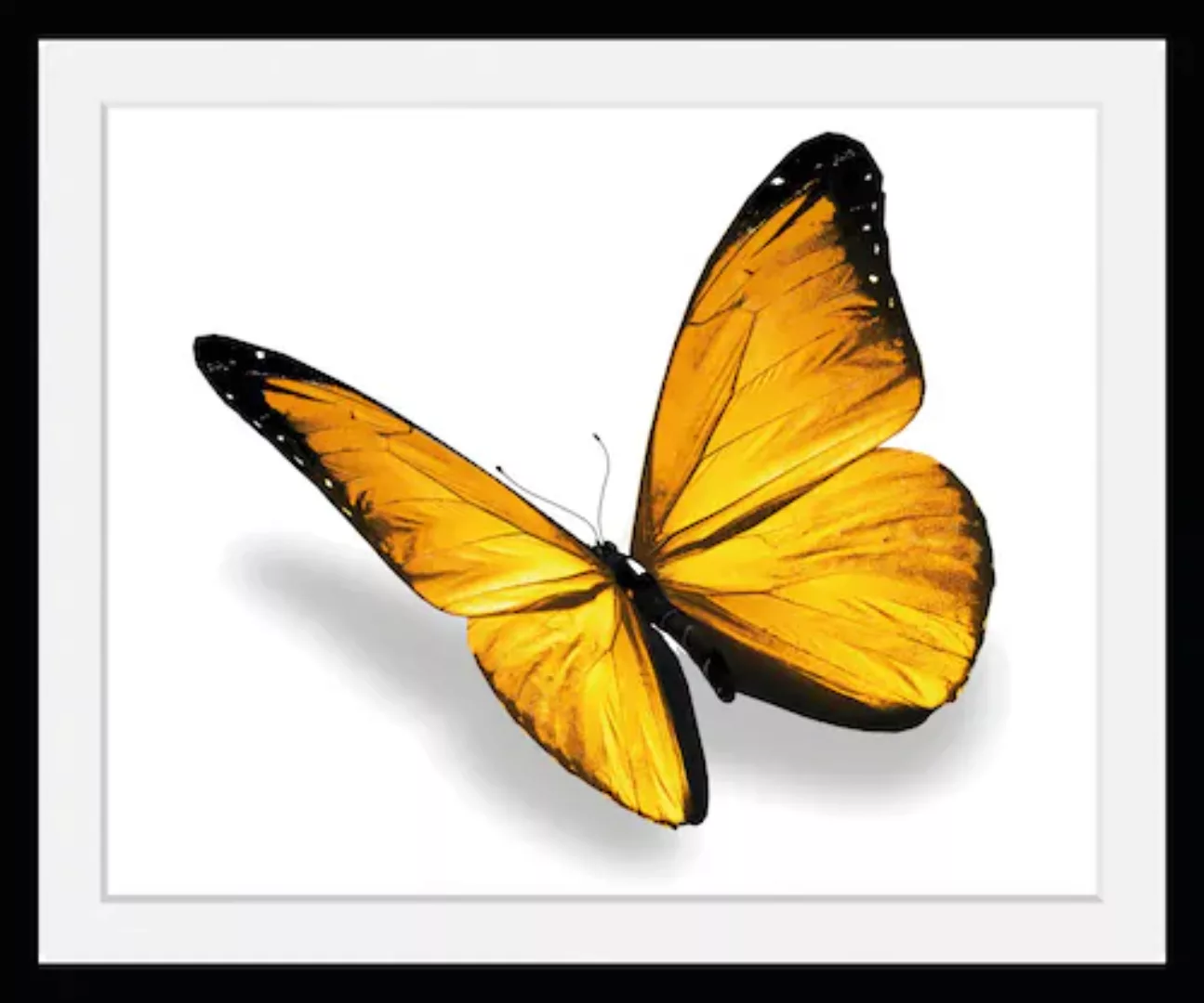 queence Bild »Maria 3.0«, Schmetterlinge, (1 St.) günstig online kaufen