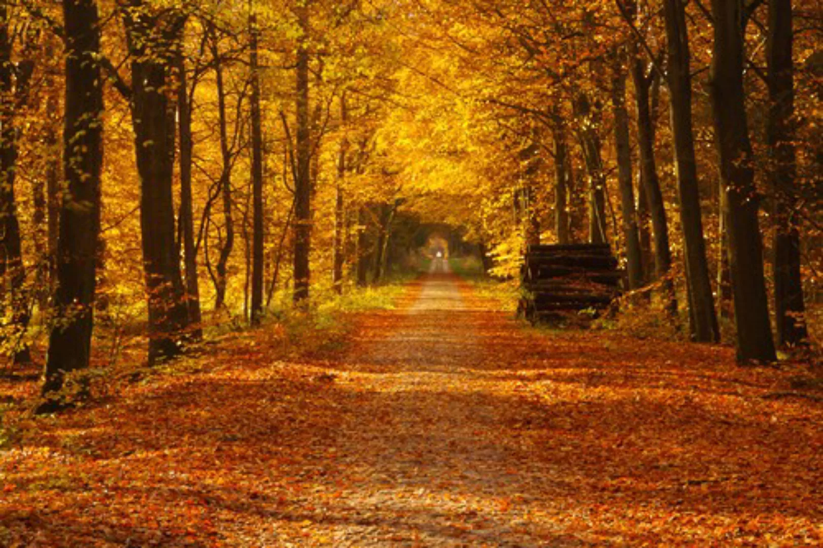 Papermoon Fototapete »Waldweg« günstig online kaufen