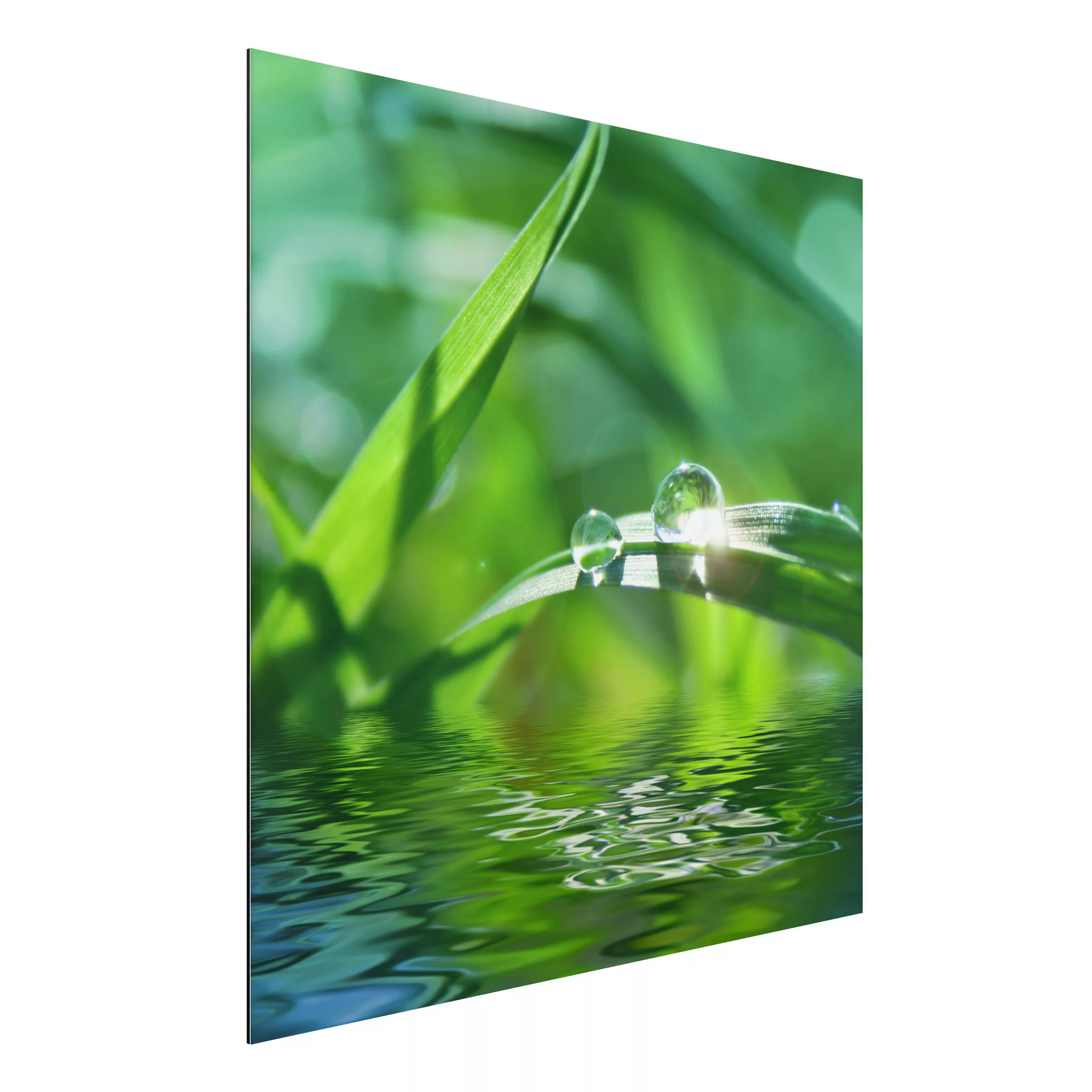 Alu-Dibond Bild Blumen - Quadrat Green Ambiance II günstig online kaufen