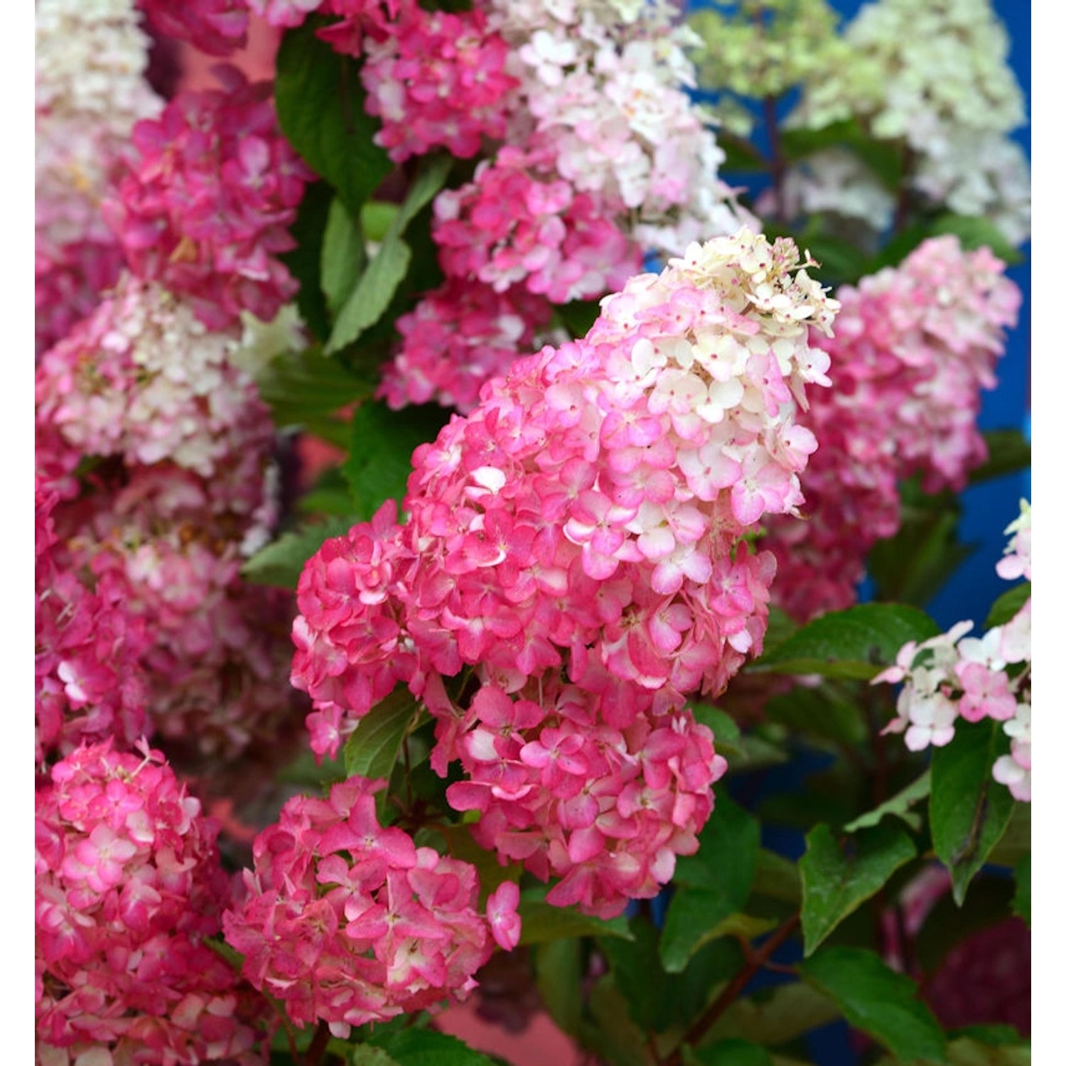 Rispenhortensie Pink and Rose 80-100cm - Hydrangea paniculata günstig online kaufen