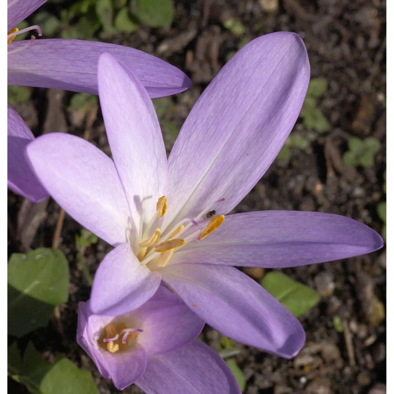 Herbstzeitlose - Colchicum autumnale günstig online kaufen