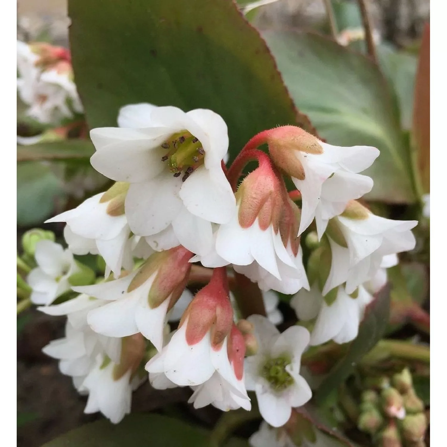 Bergenie Bressingham White - Bergenia cordifolia günstig online kaufen