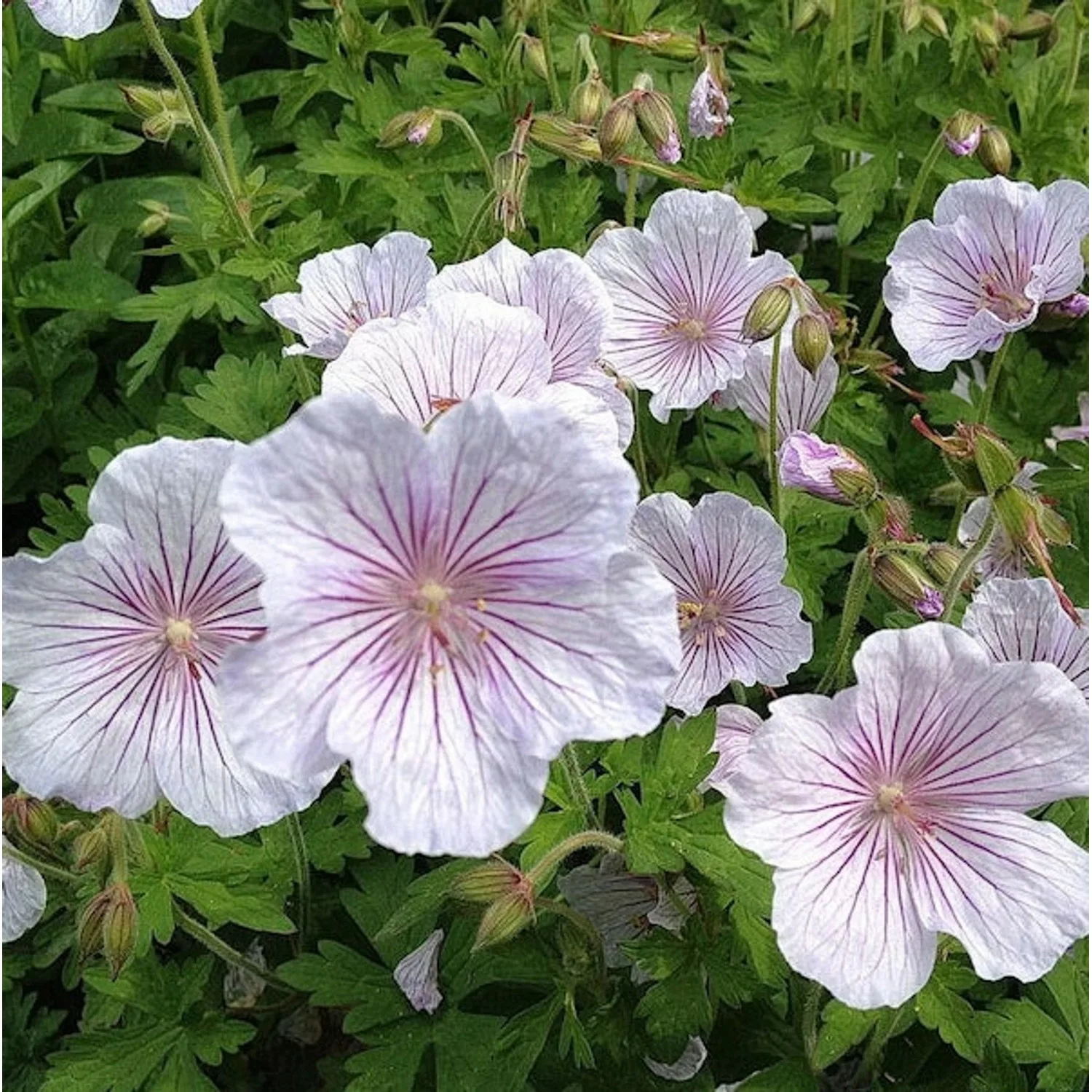 Himalayastorchschnabel Derrick Cook - Geranium himalayense günstig online kaufen