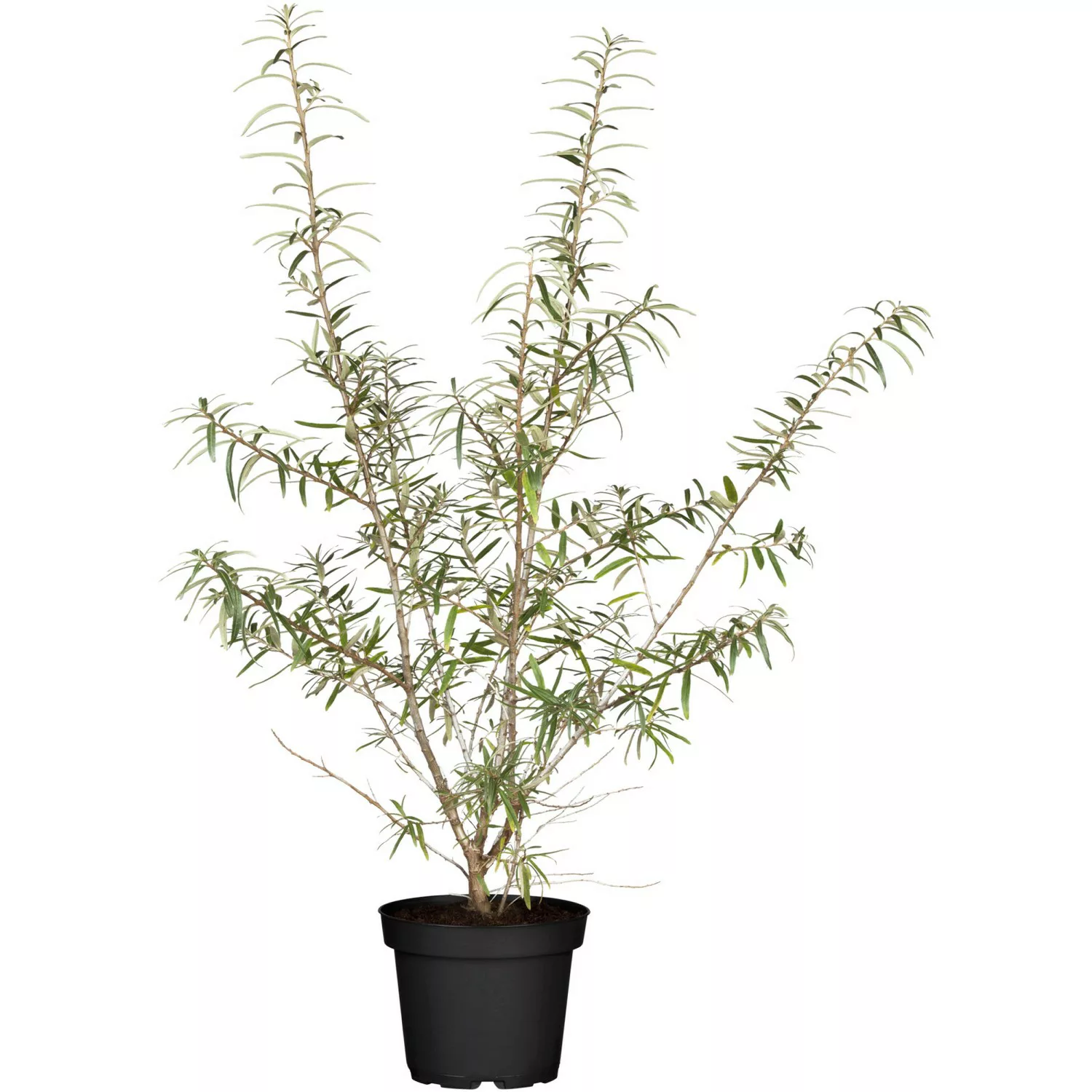 Sanddorn Höhe ca. 40 - 60 cm Topf ca. 3 l Hippophae rhamnoides günstig online kaufen