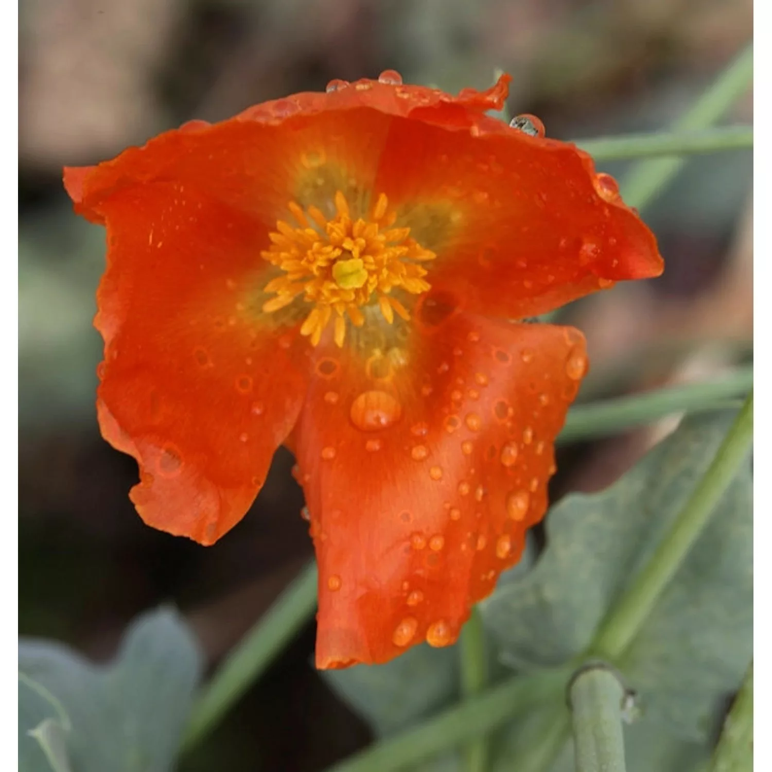 Rotes Hornmohn - Glaucium flavum günstig online kaufen