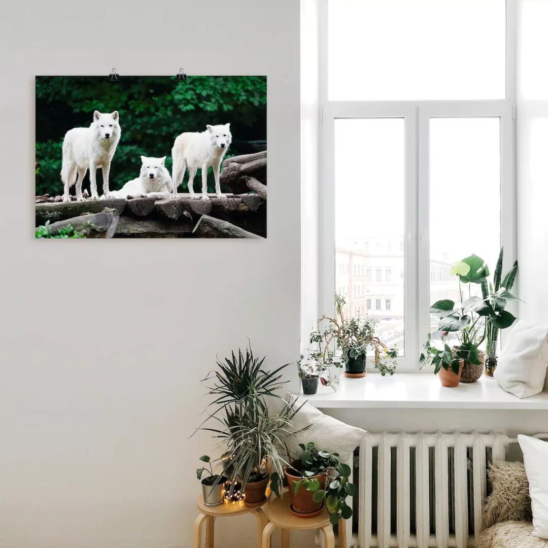 Artland Wandbild "Arktische Wölfe", Wildtiere, (1 St.), als Leinwandbild, P günstig online kaufen