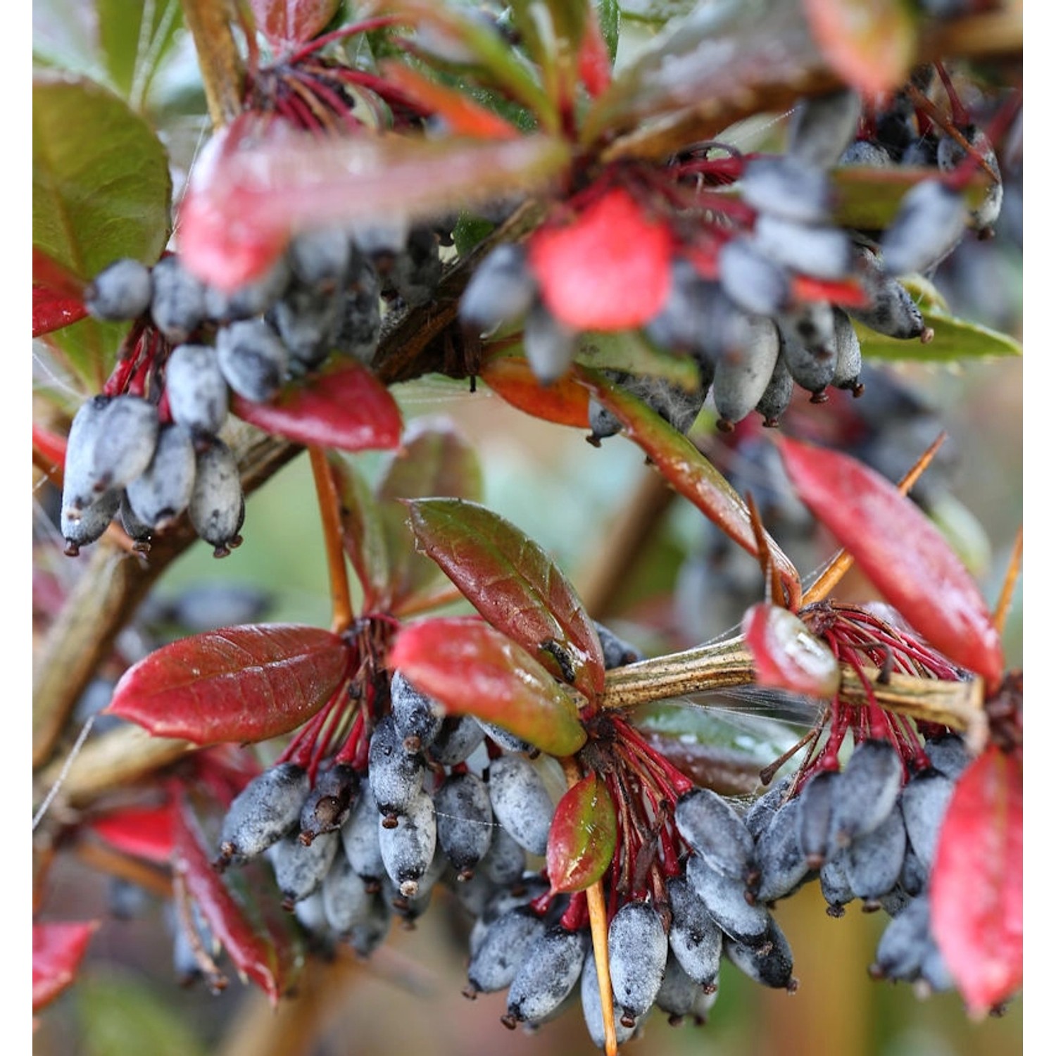 Großblättrige Berberitze 60-80cm - Berberis julianae günstig online kaufen