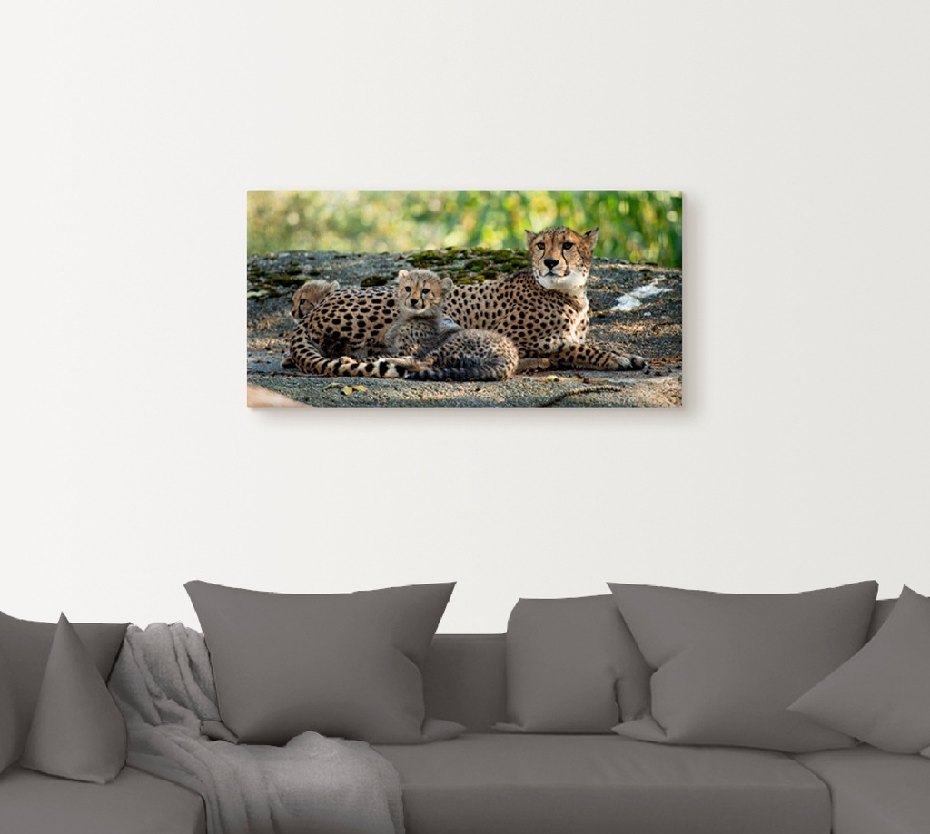 Artland Wandbild »Gepard 2«, Wildtiere, (1 St.), als Leinwandbild, Poster, günstig online kaufen