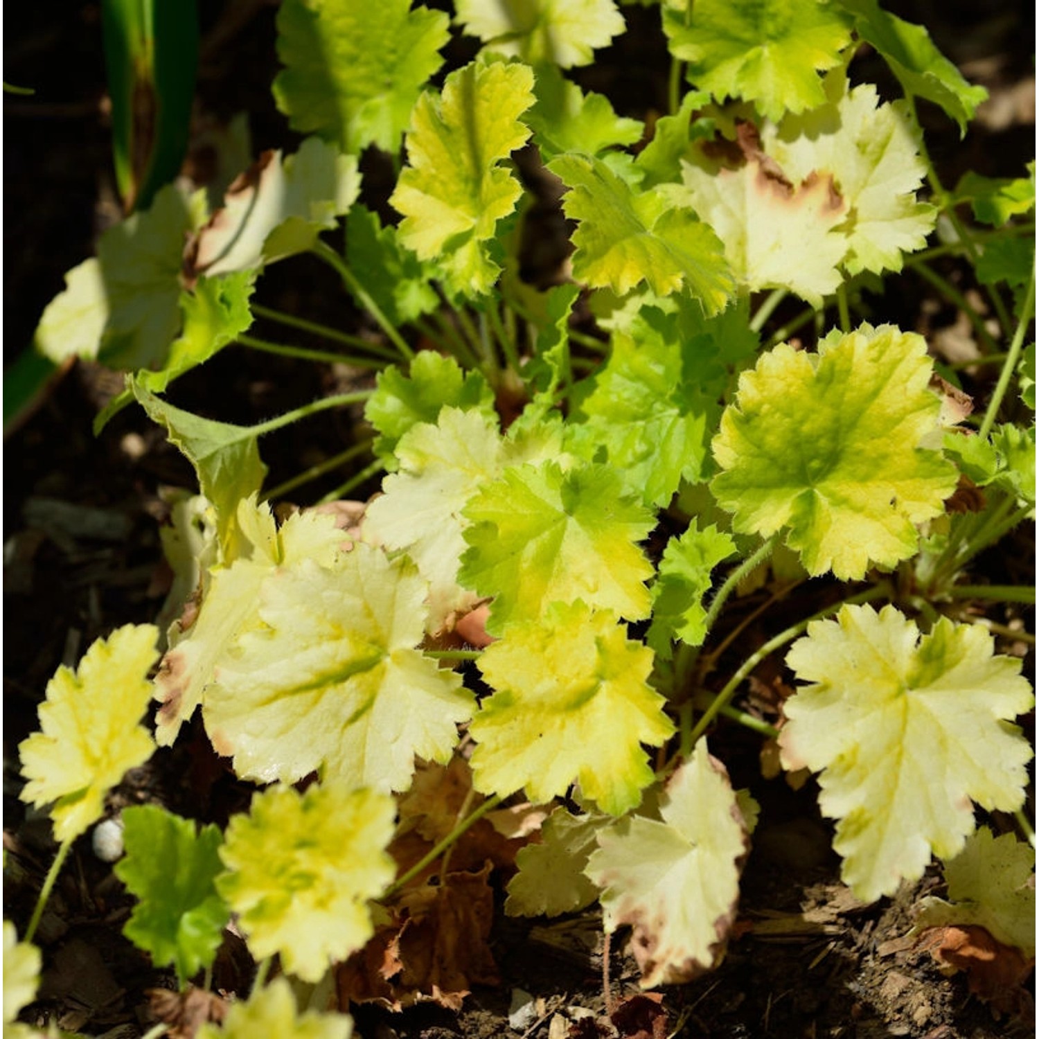 Silberglöckchen Key Lime Pie - Heuchera cultorum günstig online kaufen