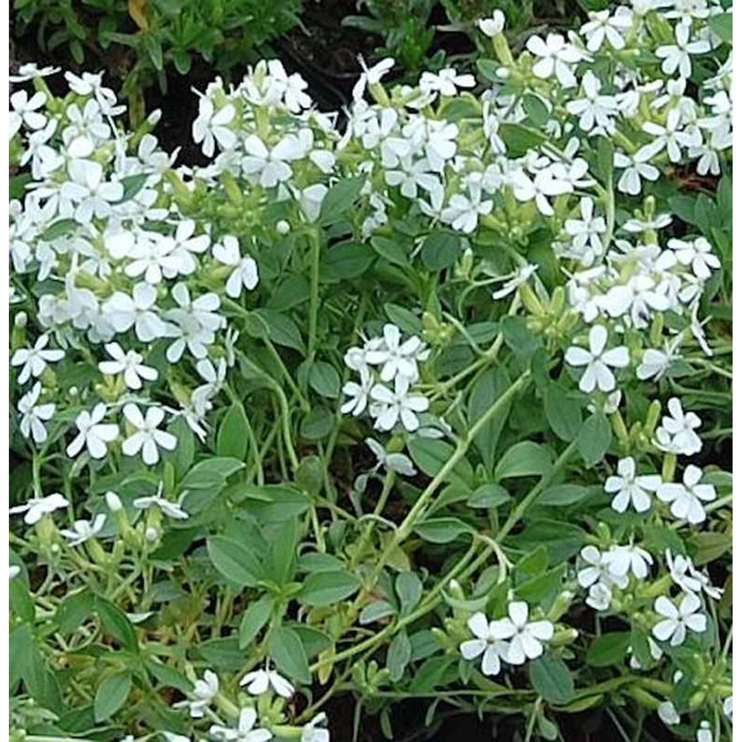 Seifenkraut Snow Tip - Saponaria ocymoides günstig online kaufen