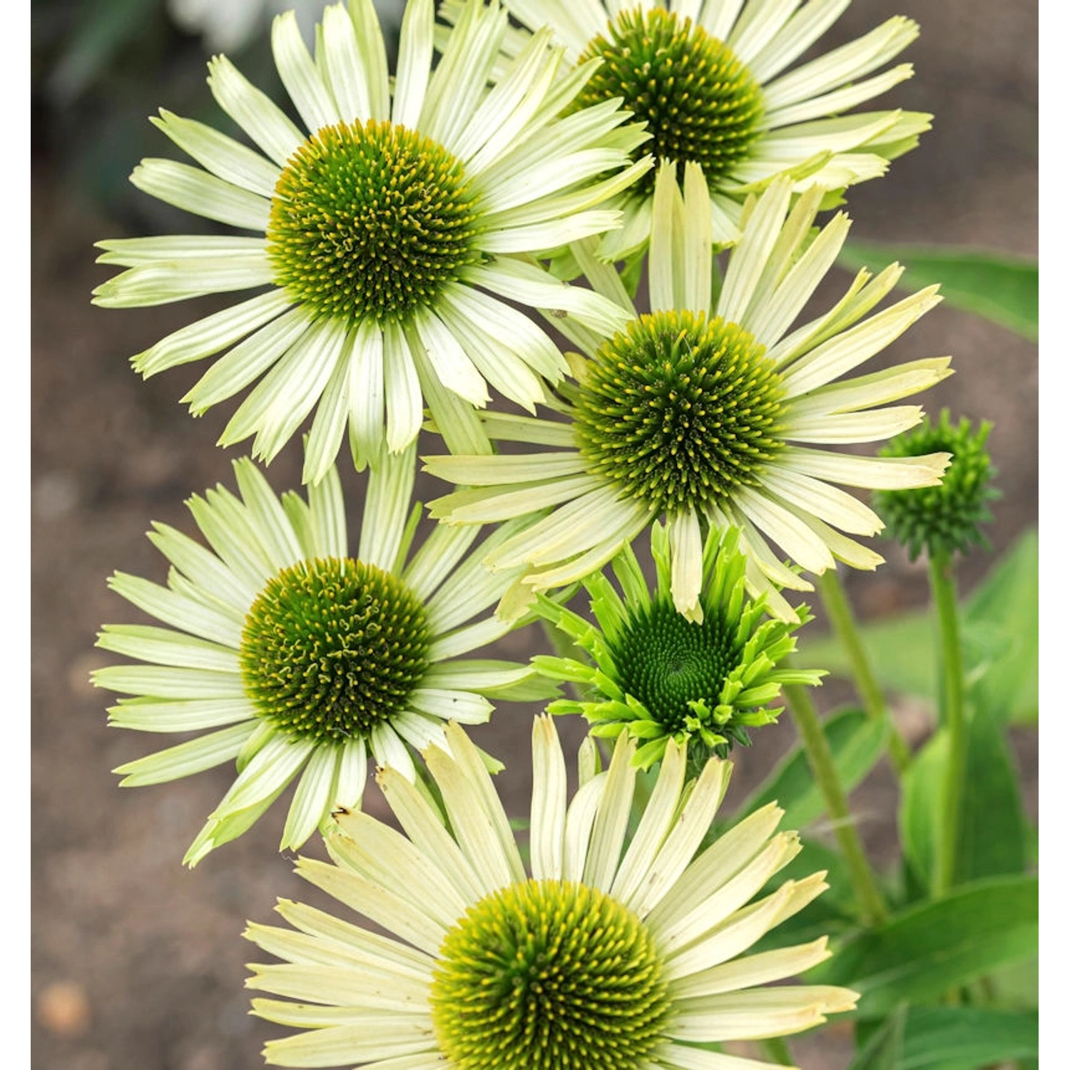 Sonnenhut Green Envy - Echinacea cultorum günstig online kaufen