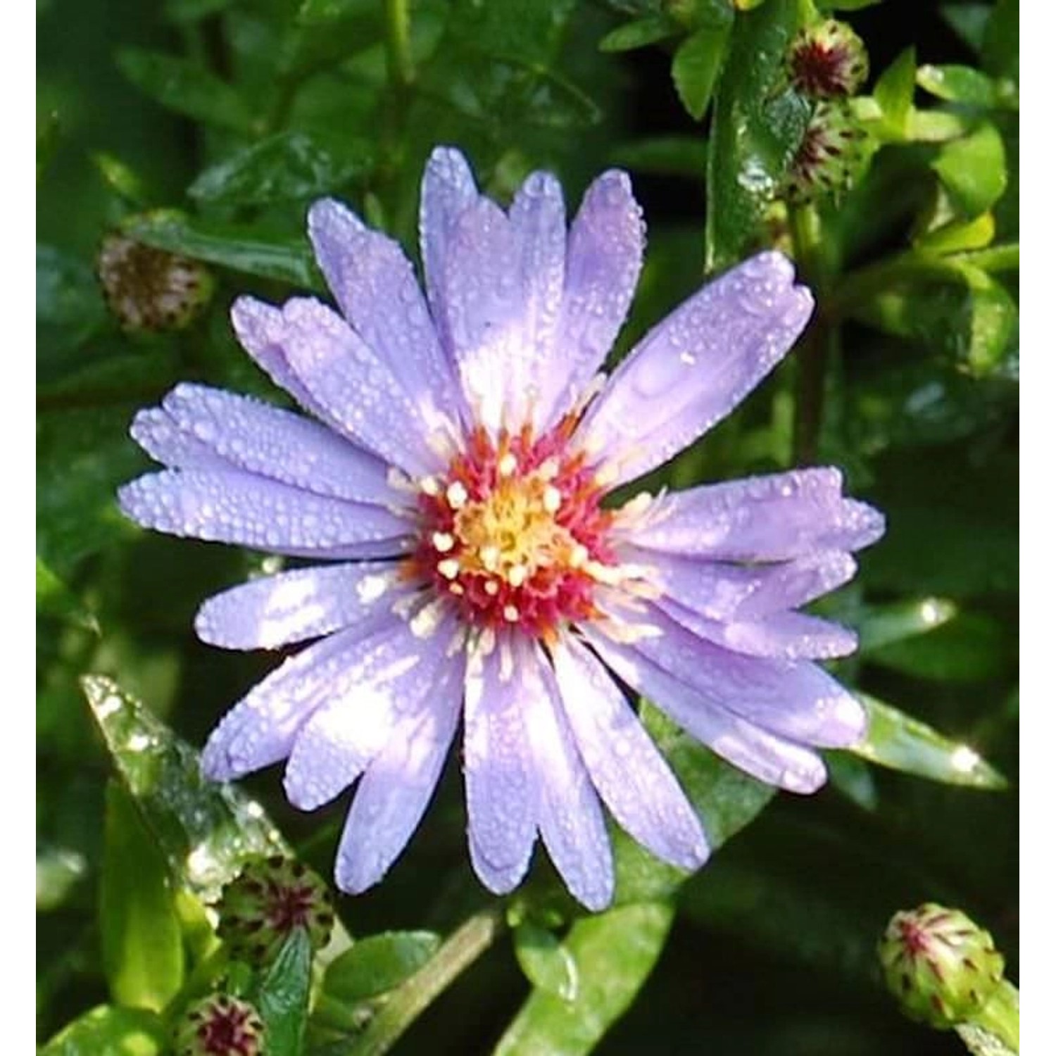 Schleieraster Blütenregen - Aster cordifolius günstig online kaufen