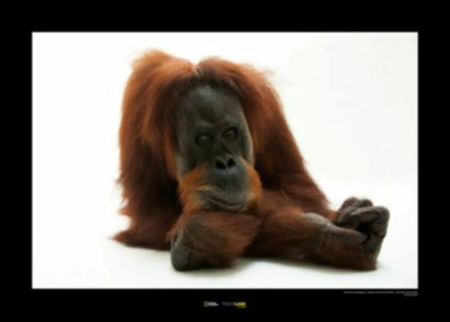 KOMAR Wandbild - Sumatran Orangutan - Größe: 70 x 50 cm mehrfarbig Gr. one günstig online kaufen