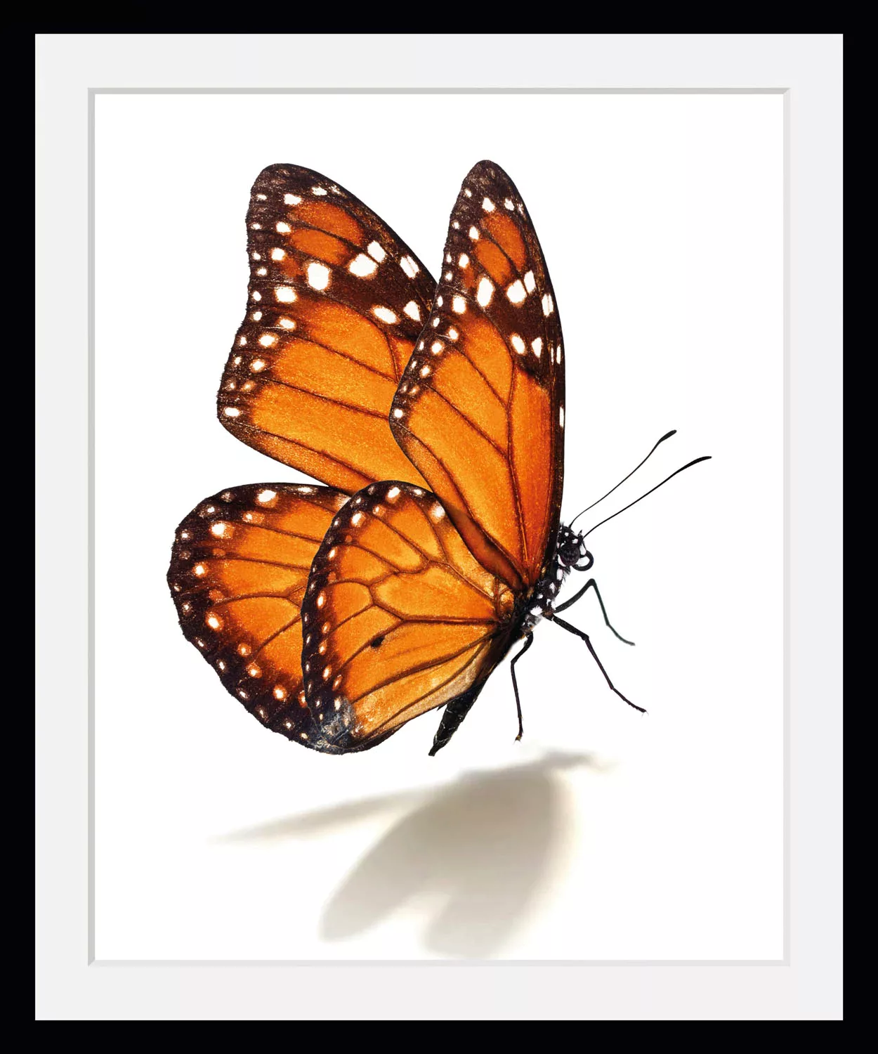 queence Bild "Eazy", Schmetterlinge, (1 St.) günstig online kaufen
