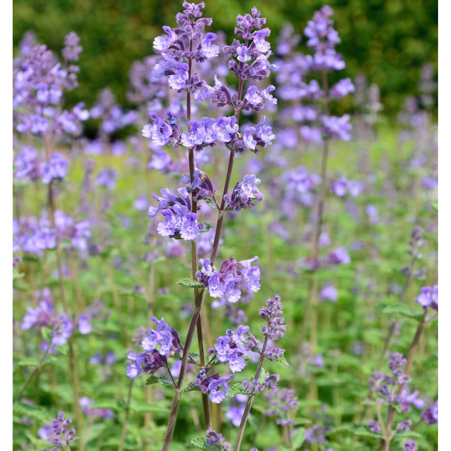 Katzenminze Odeur Citron - Nepeta grandiflora günstig online kaufen