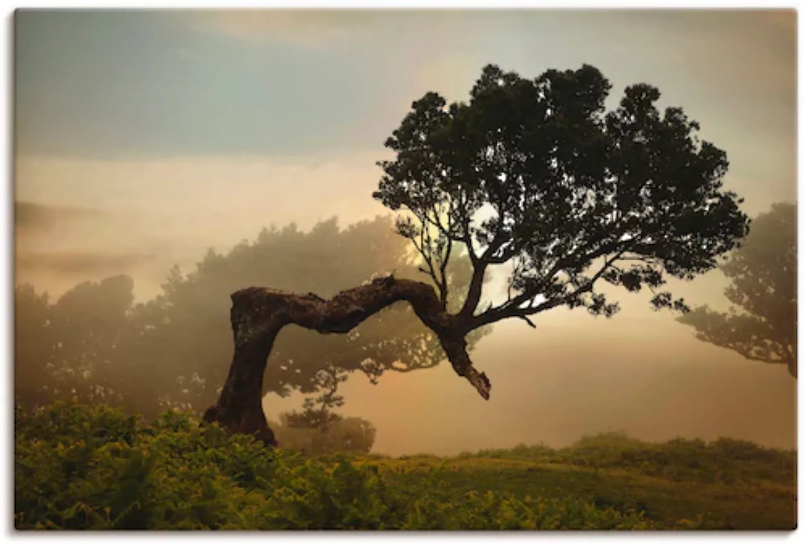 Artland Wandbild »Lorbeerbaum«, Bäume, (1 St.), als Alubild, Outdoorbild, L günstig online kaufen