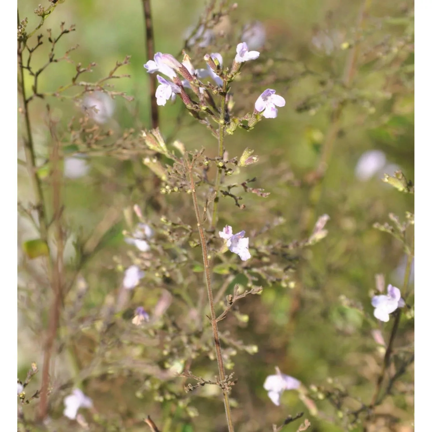 Kleinblättrige Bergminze Alba - Calamintha nepeta günstig online kaufen