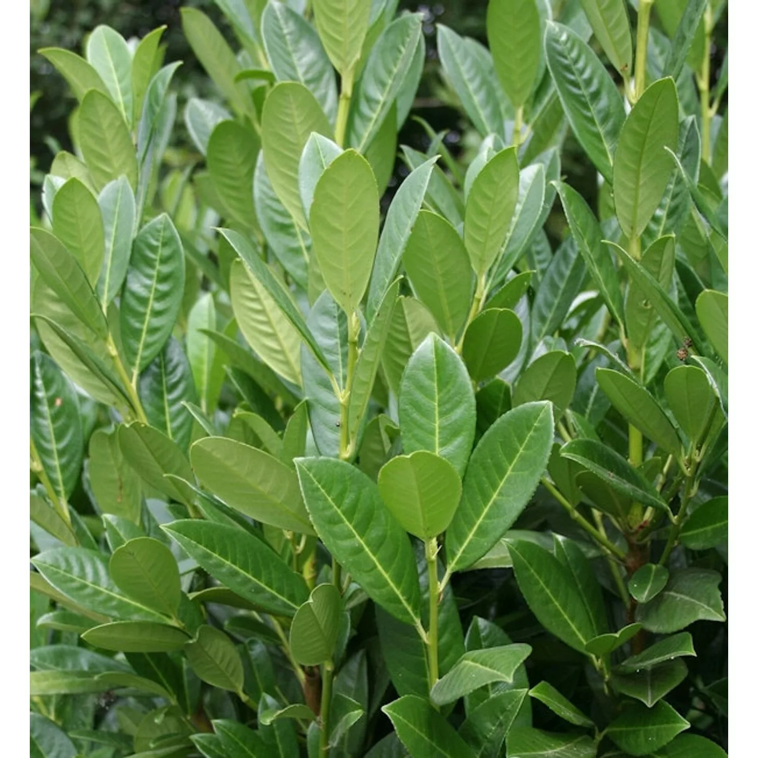 Lorbeerkirsche Greentorch 100-125cm - Prunus laurocerasus günstig online kaufen