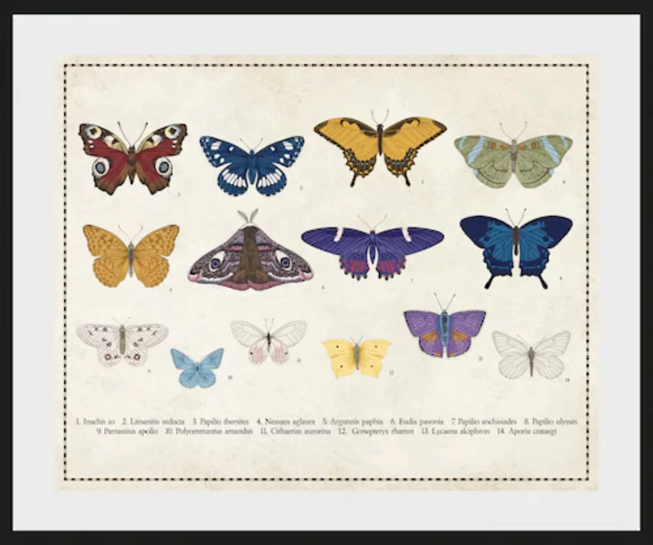 queence Bild "Liane", Schmetterlinge, (1 St.) günstig online kaufen