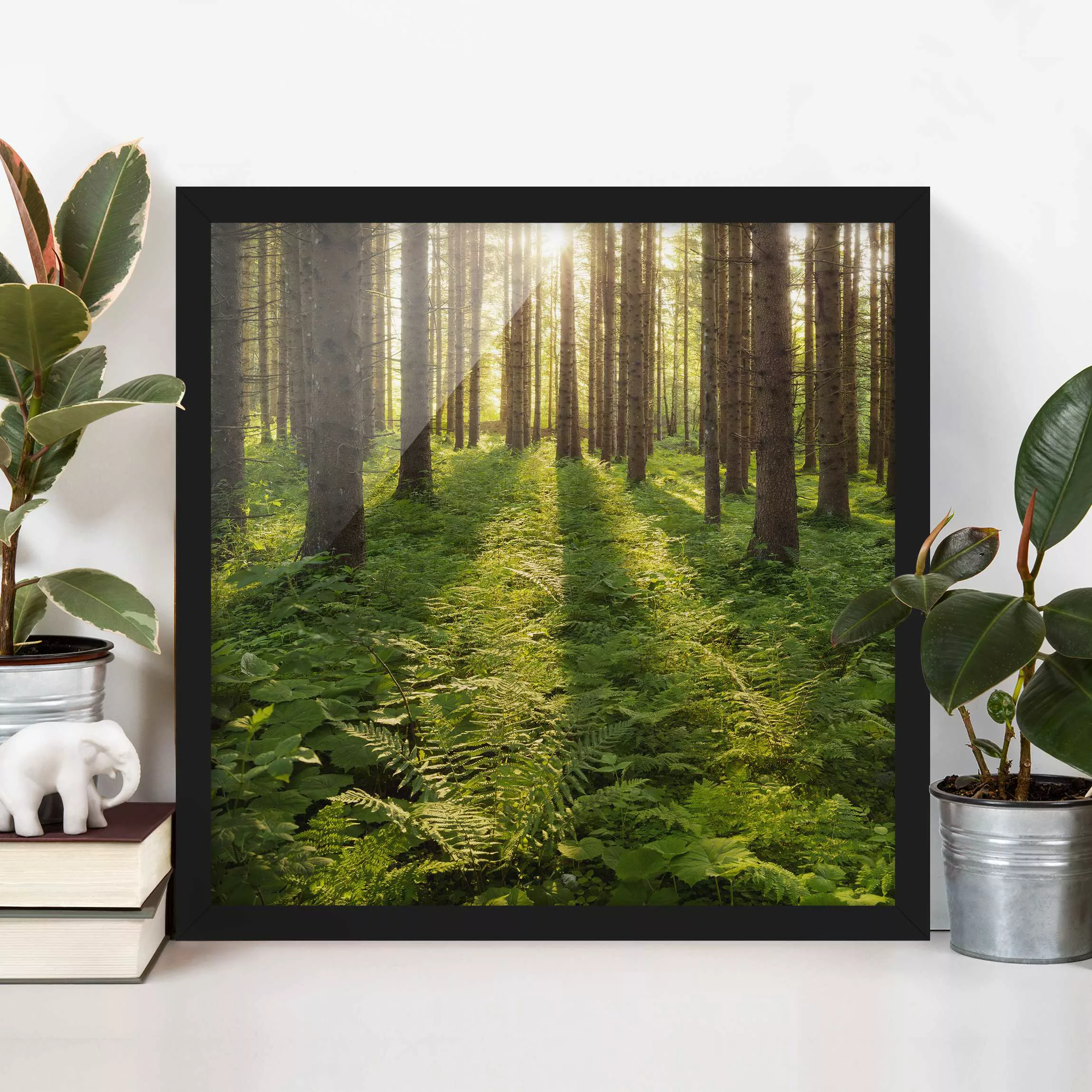 Bild mit Rahmen Natur & Landschaft - Quadrat Sonnenstrahlen in grünem Wald günstig online kaufen