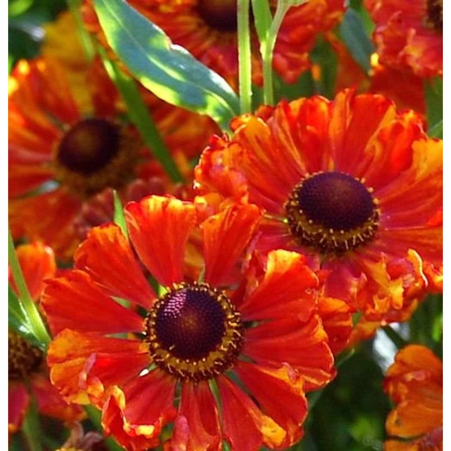 Sonnenbraut Wonadonga - Helenium cultorum günstig online kaufen