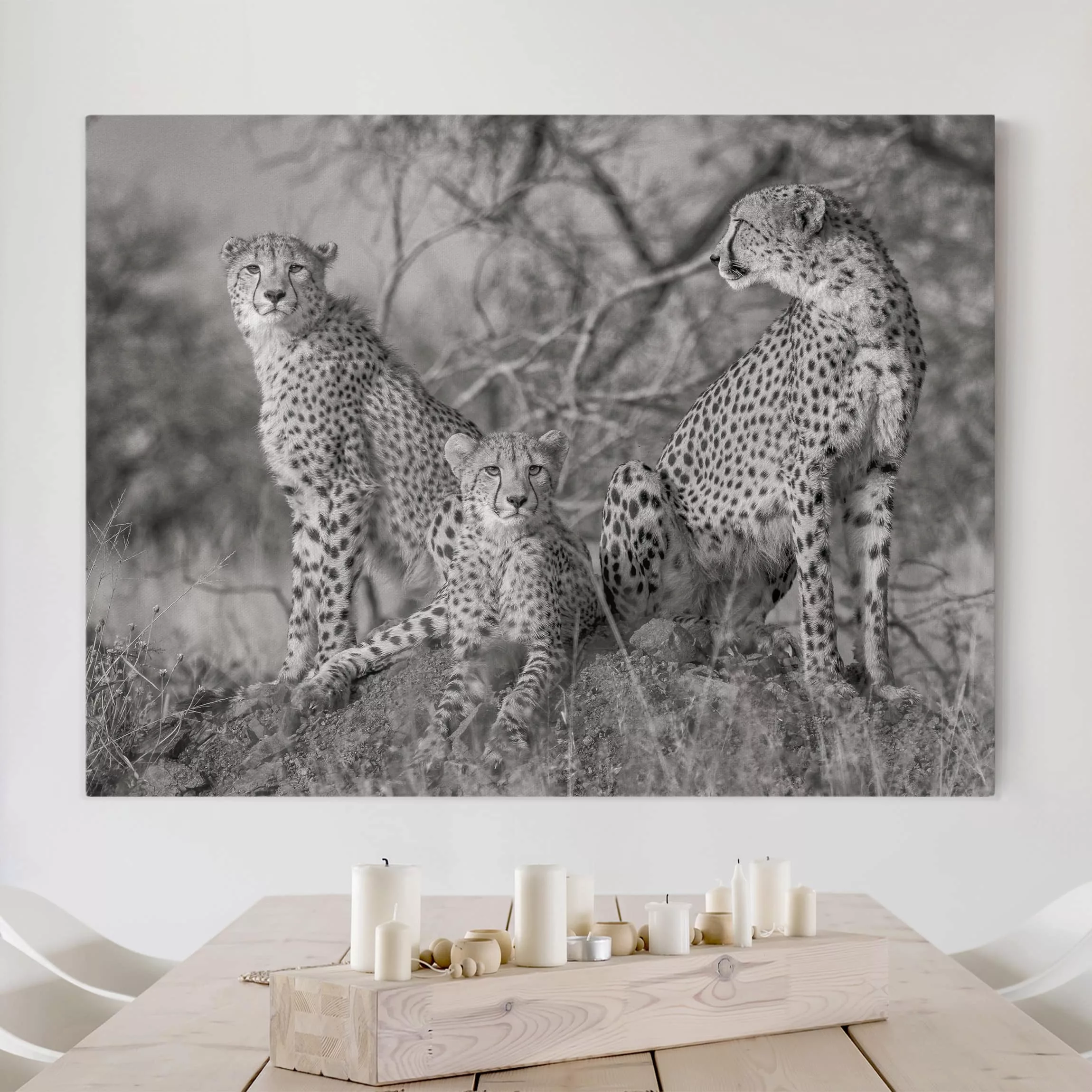 Leinwandbild Schwarz-Weiß - Querformat Drei Geparden günstig online kaufen