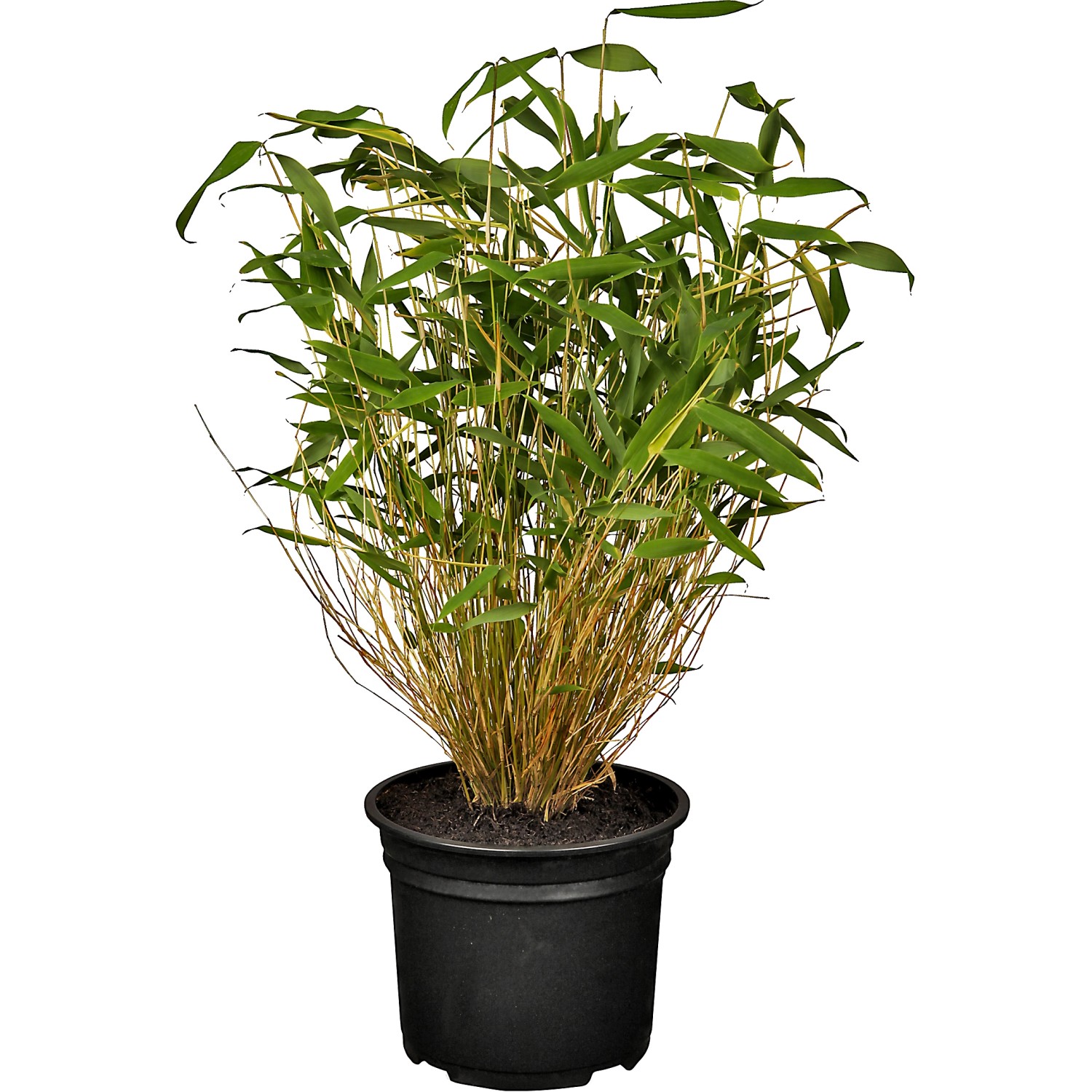 OBI Gartenbambus Höhe 30 - 40 cm Topf ca. 3 l Fargesia murielae günstig online kaufen