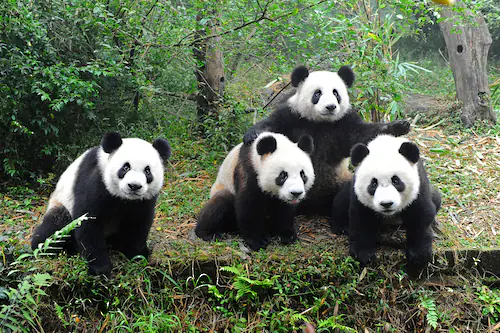 Papermoon Fototapete »GROßER PANDA BÄR-TIERE CHINA WALD LANDSCHAFT BÄUME« günstig online kaufen