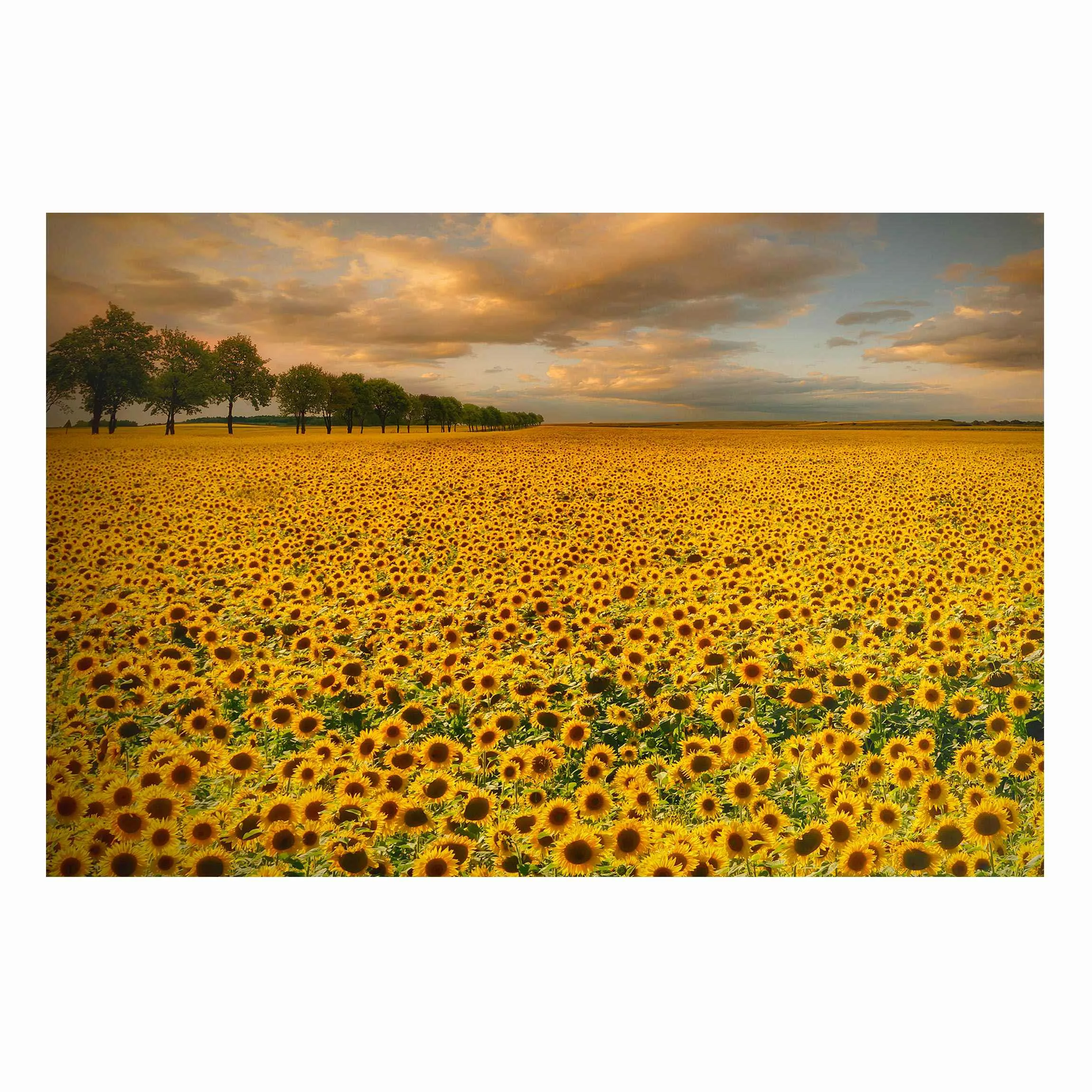 Magnettafel Blumen - Querformat 3:2 Feld mit Sonnenblumen günstig online kaufen